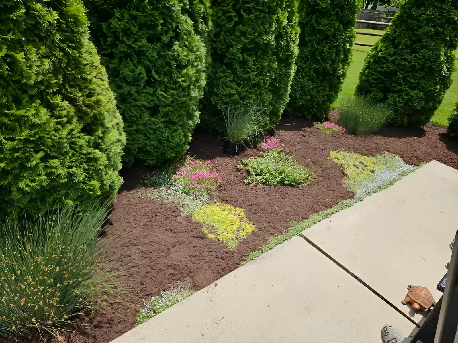 Small patches of colorful ground cover plants and a small bush grow in a mulched garden bed beside a concrete walkway.