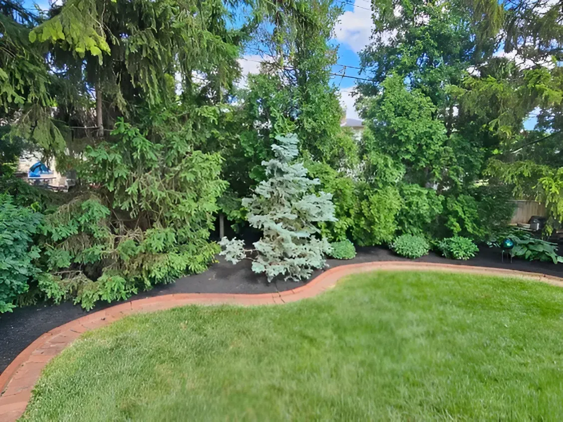 A curved brick border separates a green lawn from a garden bed featuring a blue spruce, evergreen shrubs, and dark mulch.