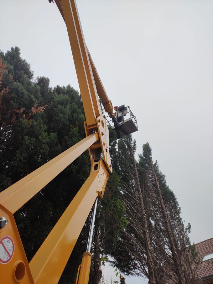 Potatura Alberi