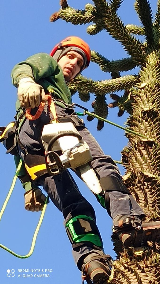 tree climbing