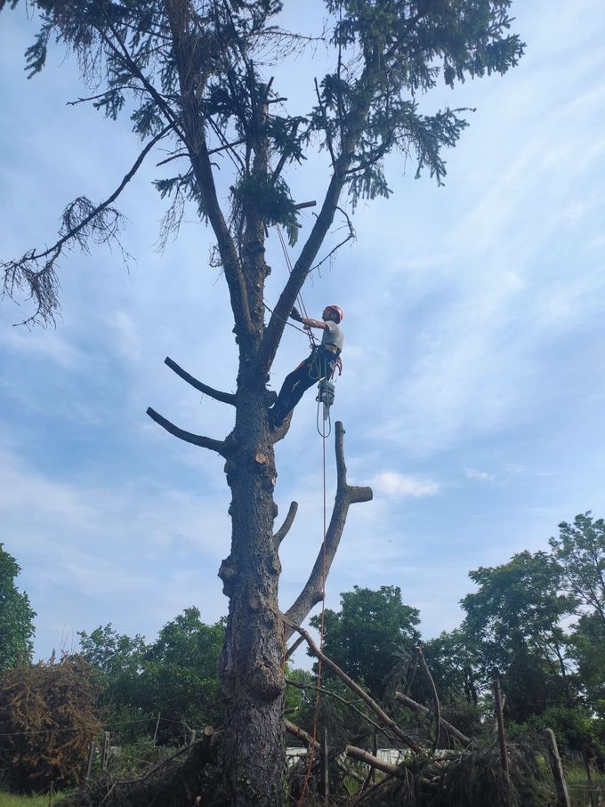 tree climbing
