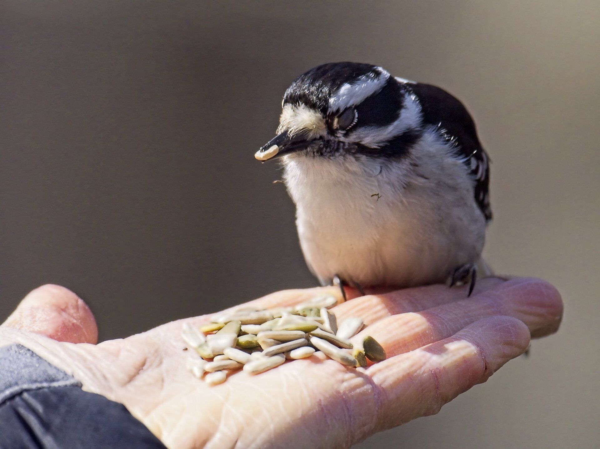 Un petit oiseau mange les graines de la main d'une personne.