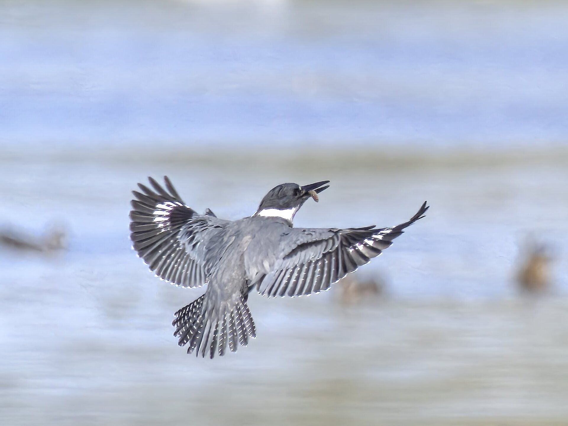 Un oiseau survole un plan d'eau.