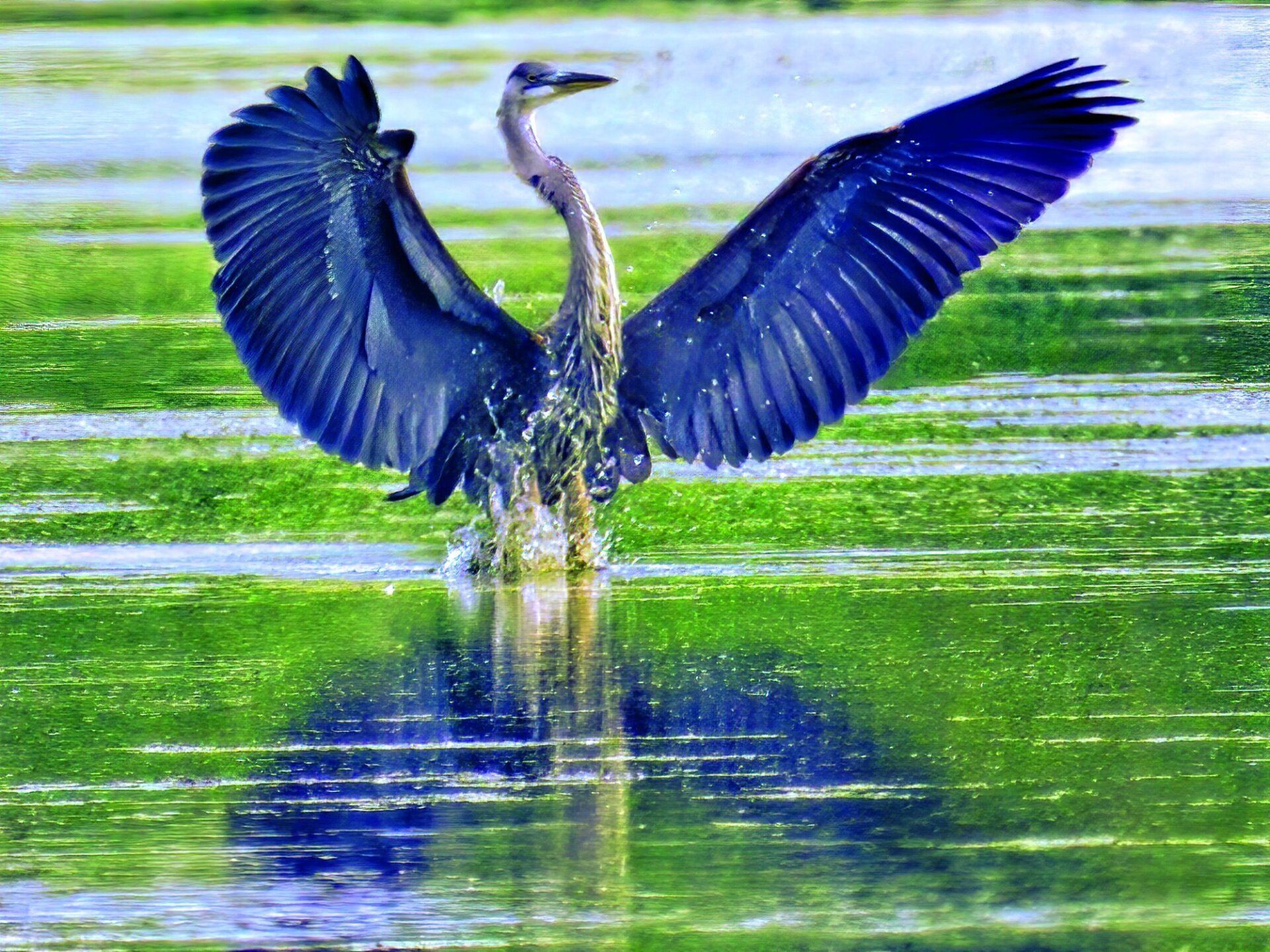 Un oiseau se tient dans l'eau avec ses ailes déployées