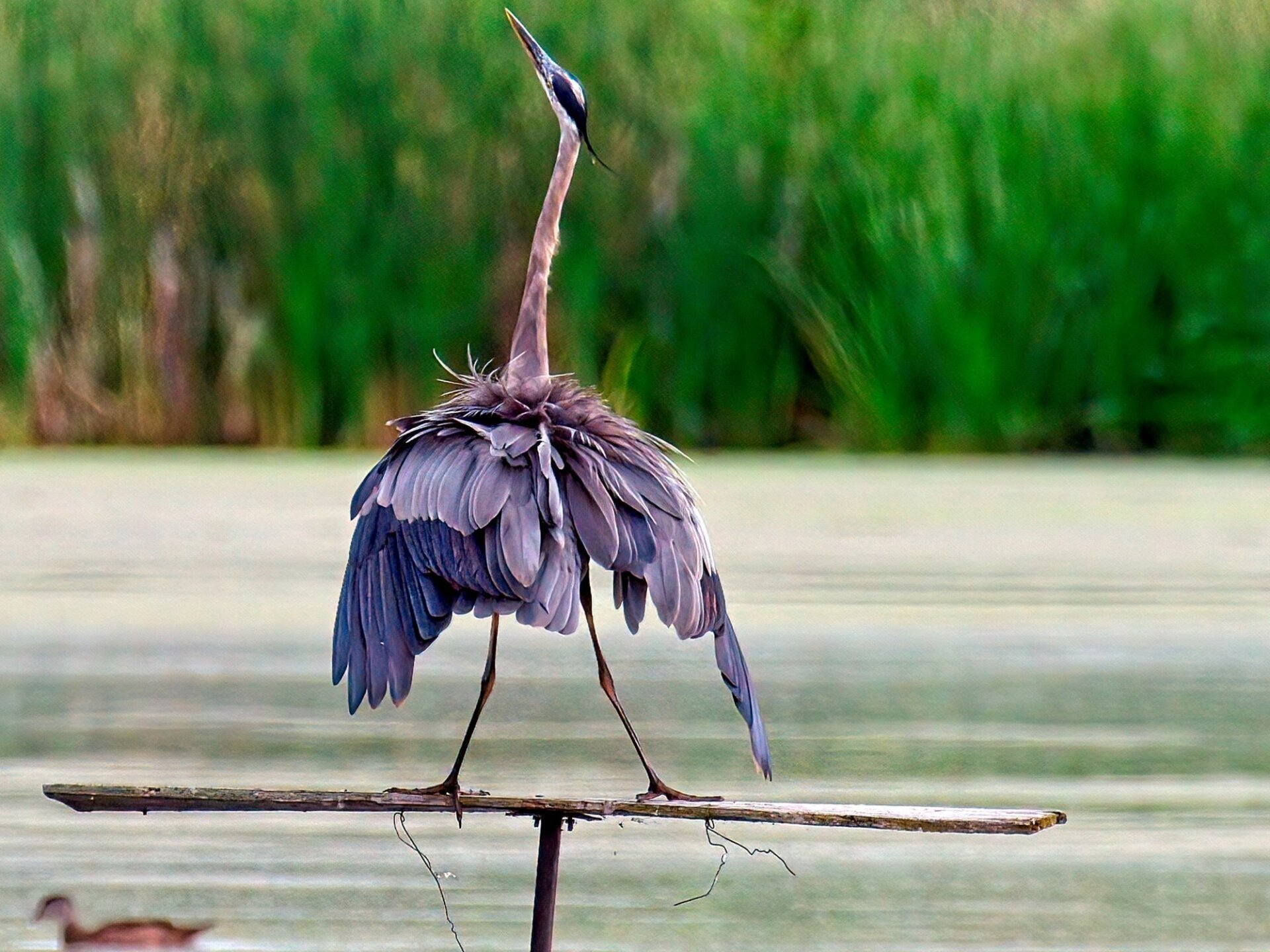Un oiseau se tient sur une branche surplombant un plan d'eau.