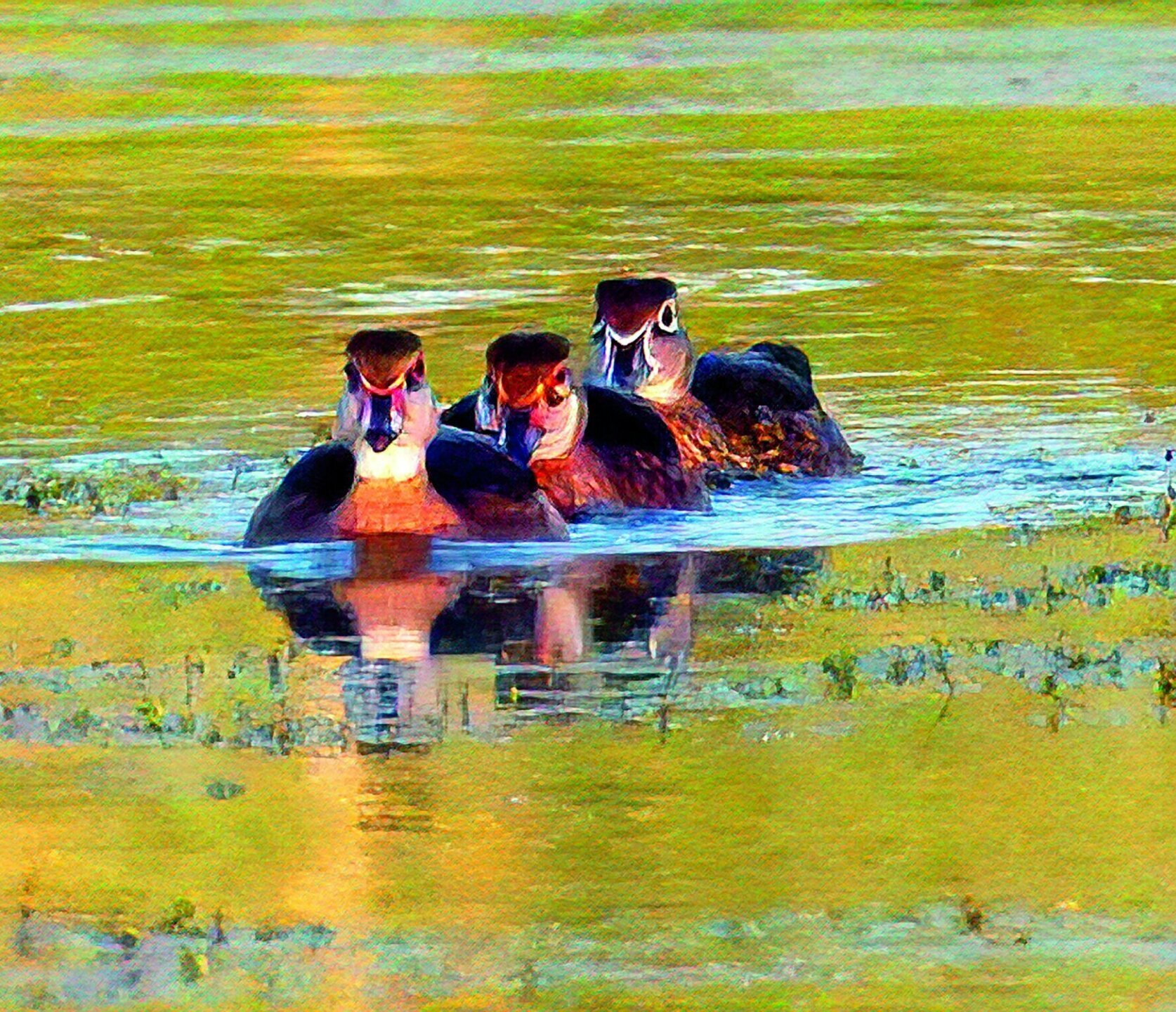Un groupe de canards nagent dans un étang