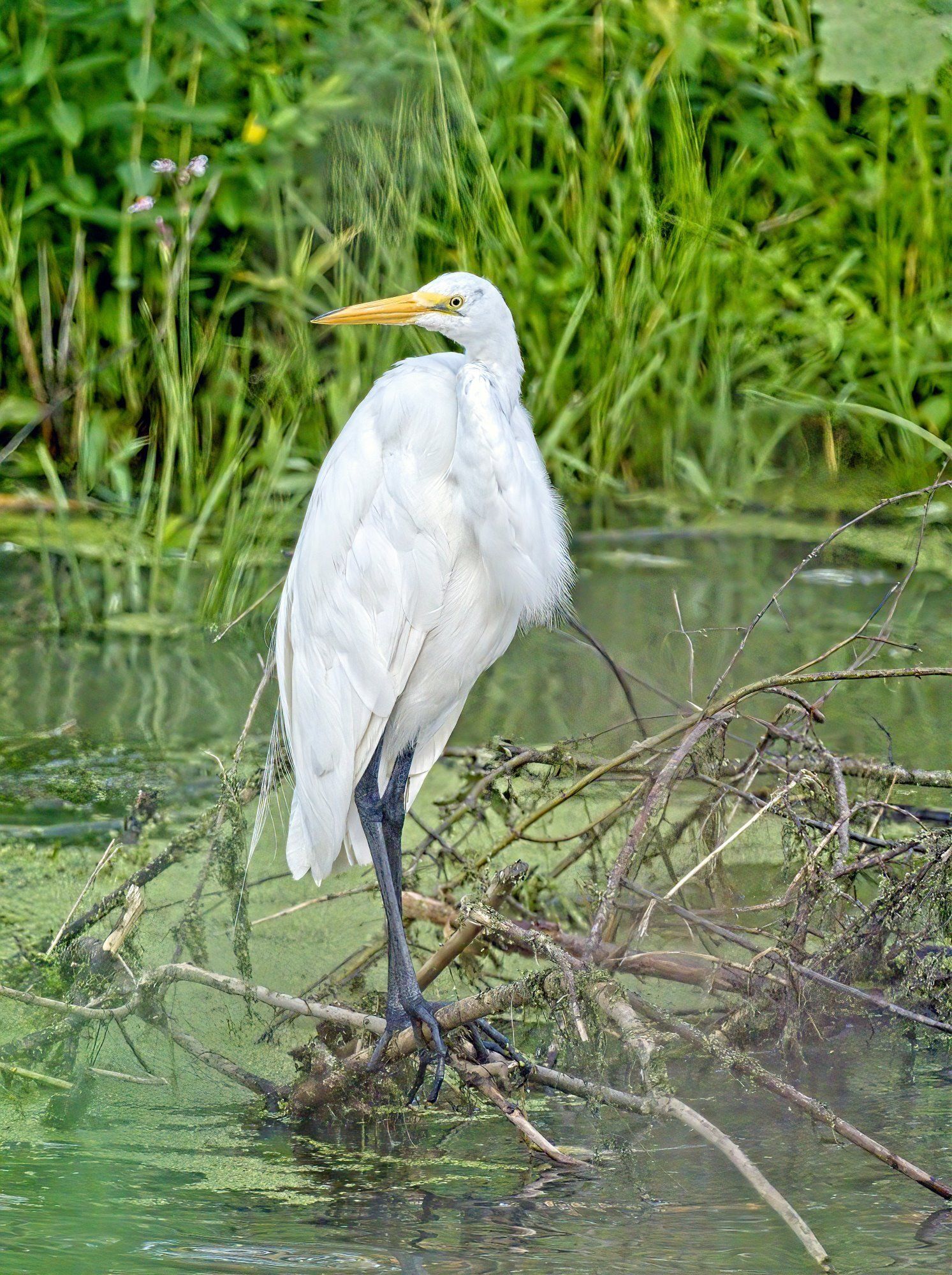 Un oiseau blanc au bec jaune se tient sur une branche dans l'eau.
