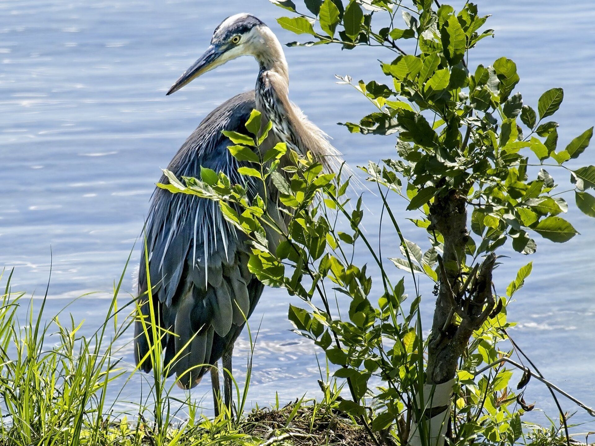 Un oiseau avec un long bec se tient dans l'herbe près d'un plan d'eau.