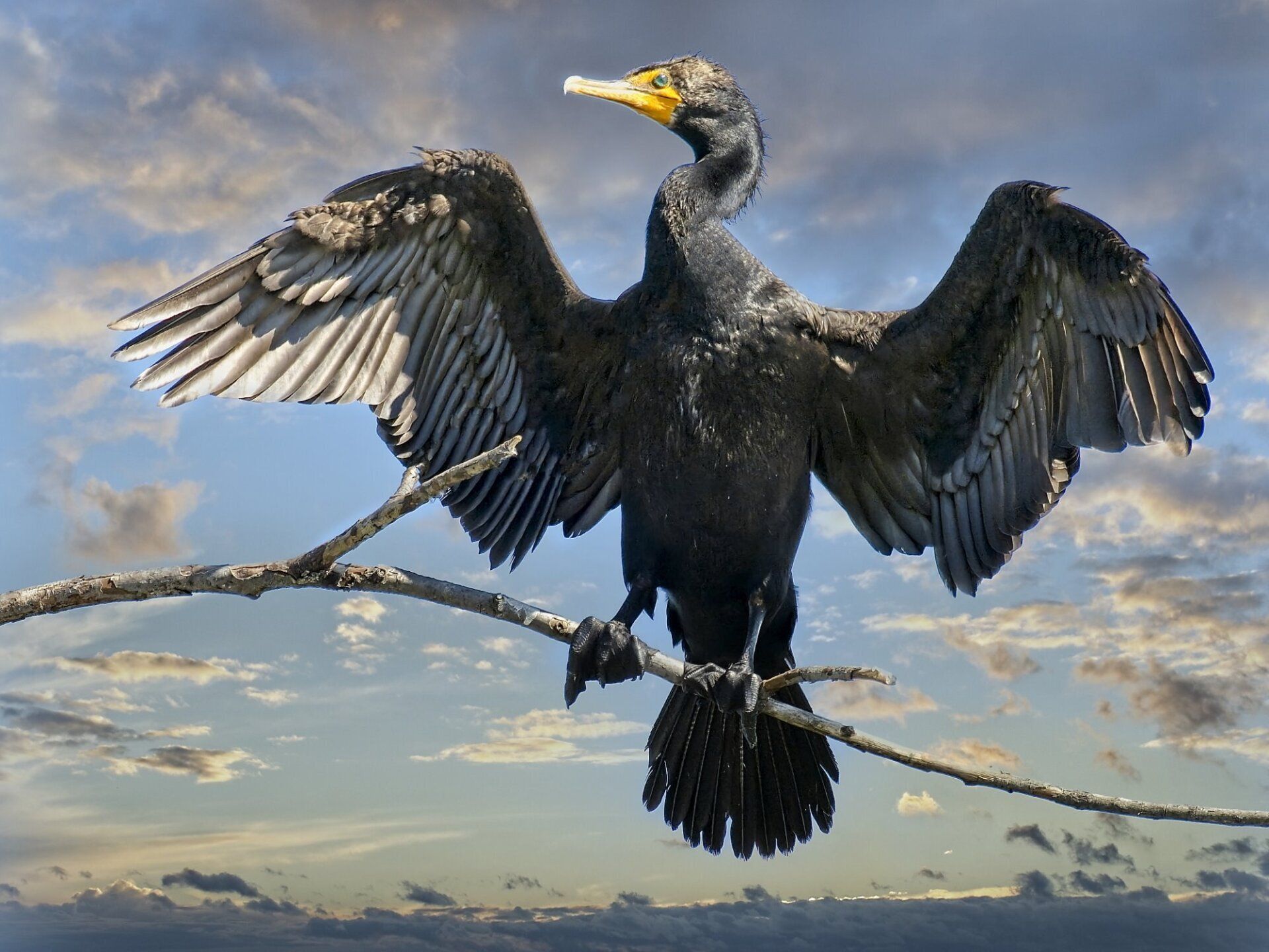 Un oiseau noir au bec jaune est perché sur une branche d'arbre.