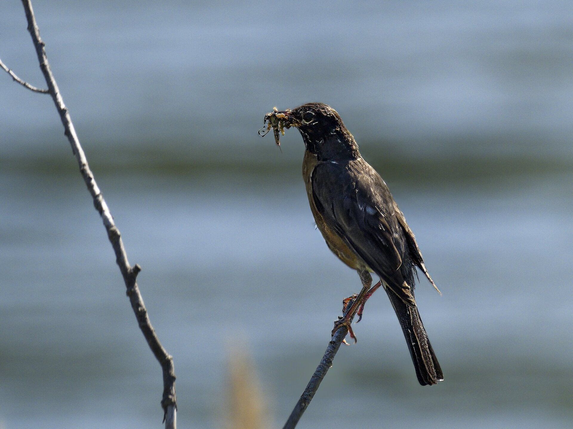 Un oiseau perché sur une branche avec un ver dans le bec