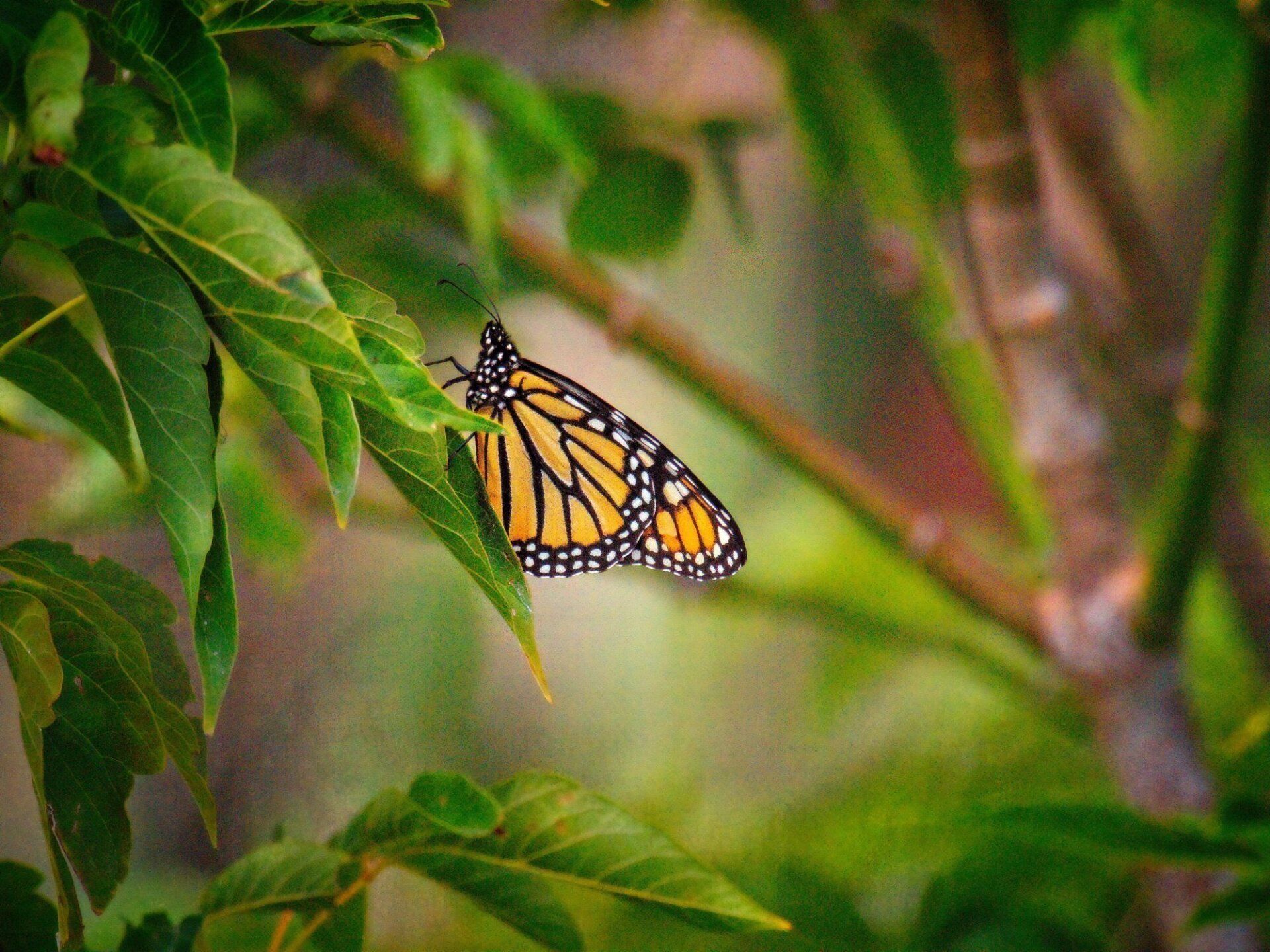 Un papillon est perché sur une feuille verte sur une branche d'arbre.