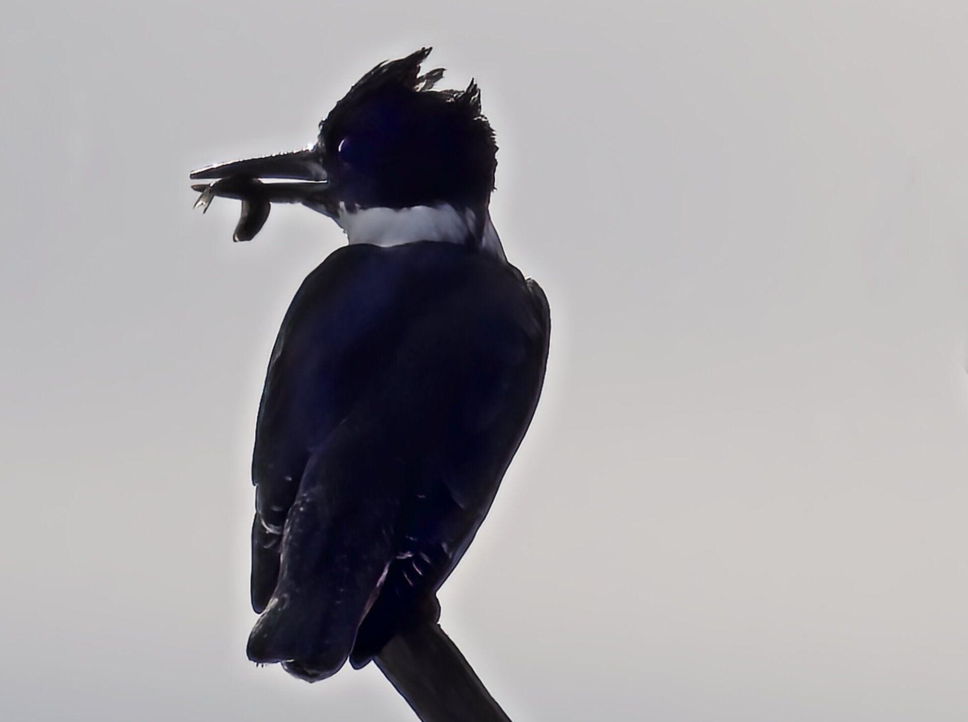 Un oiseau noir et blanc avec un poisson dans son bec