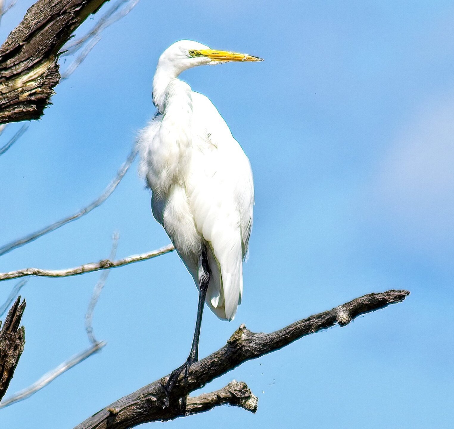 Un oiseau blanc au bec jaune est perché sur une branche d'arbre