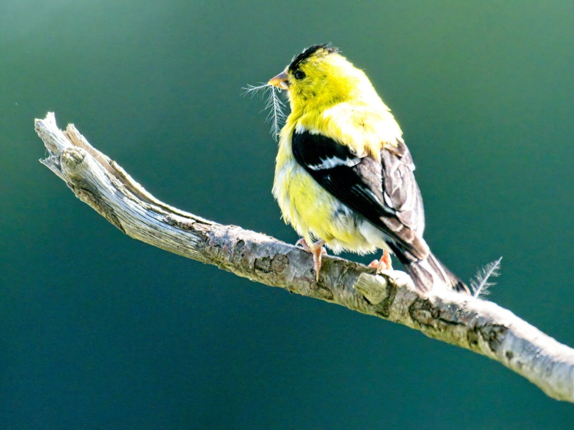 Un oiseau jaune et noir perché sur une branche d'arbre