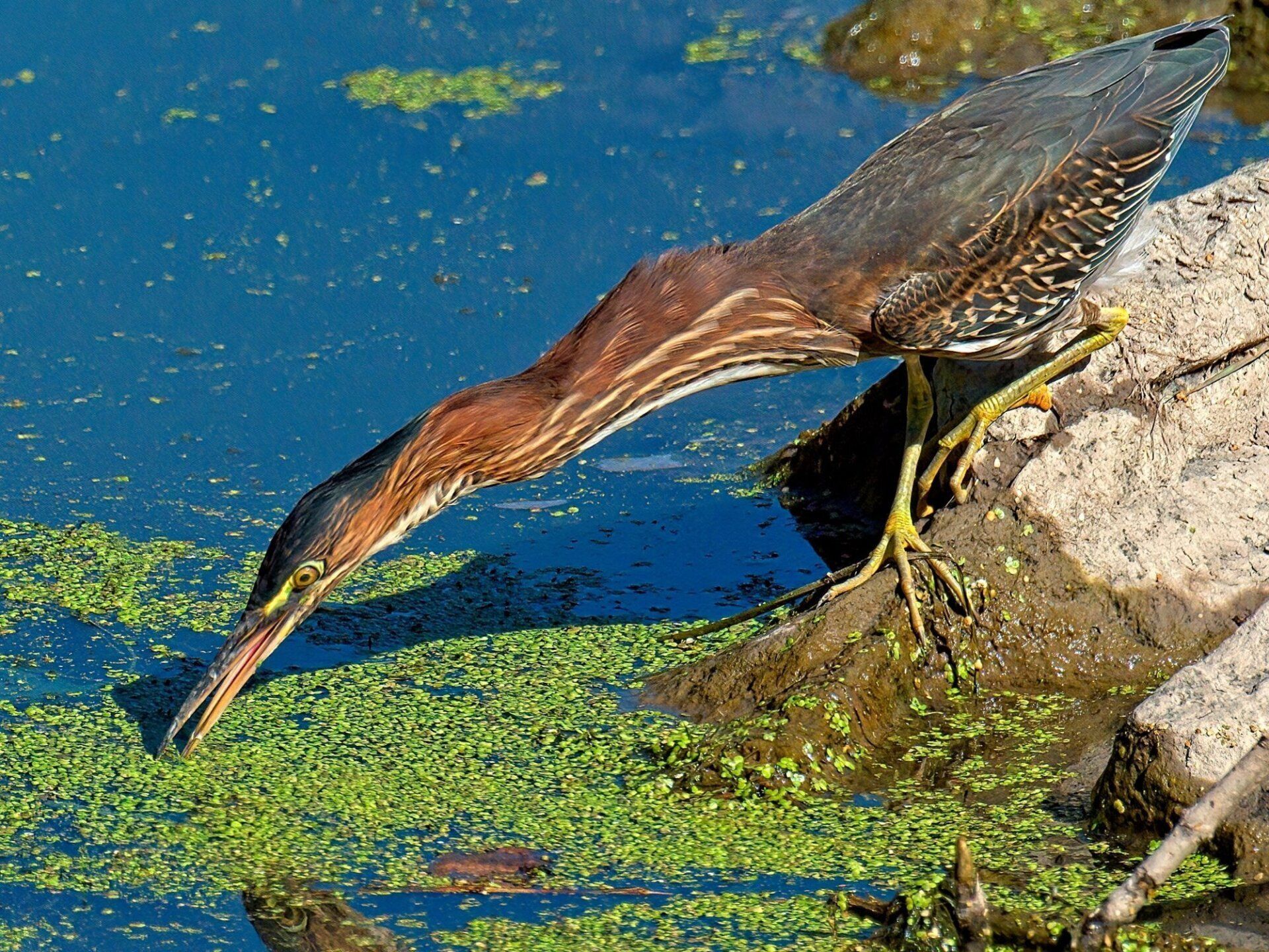 Un oiseau avec un long bec boit de l'eau d'un étang
