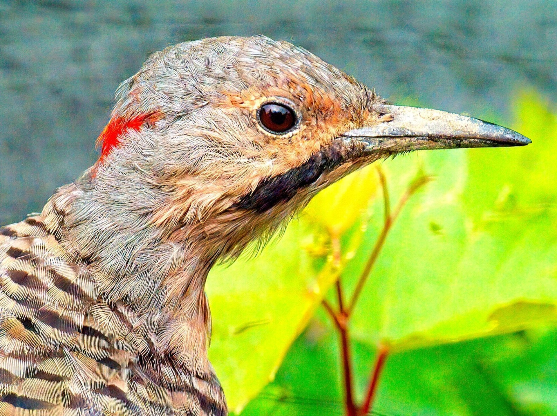 Un gros plan d'une tête d'oiseau avec un fond vert