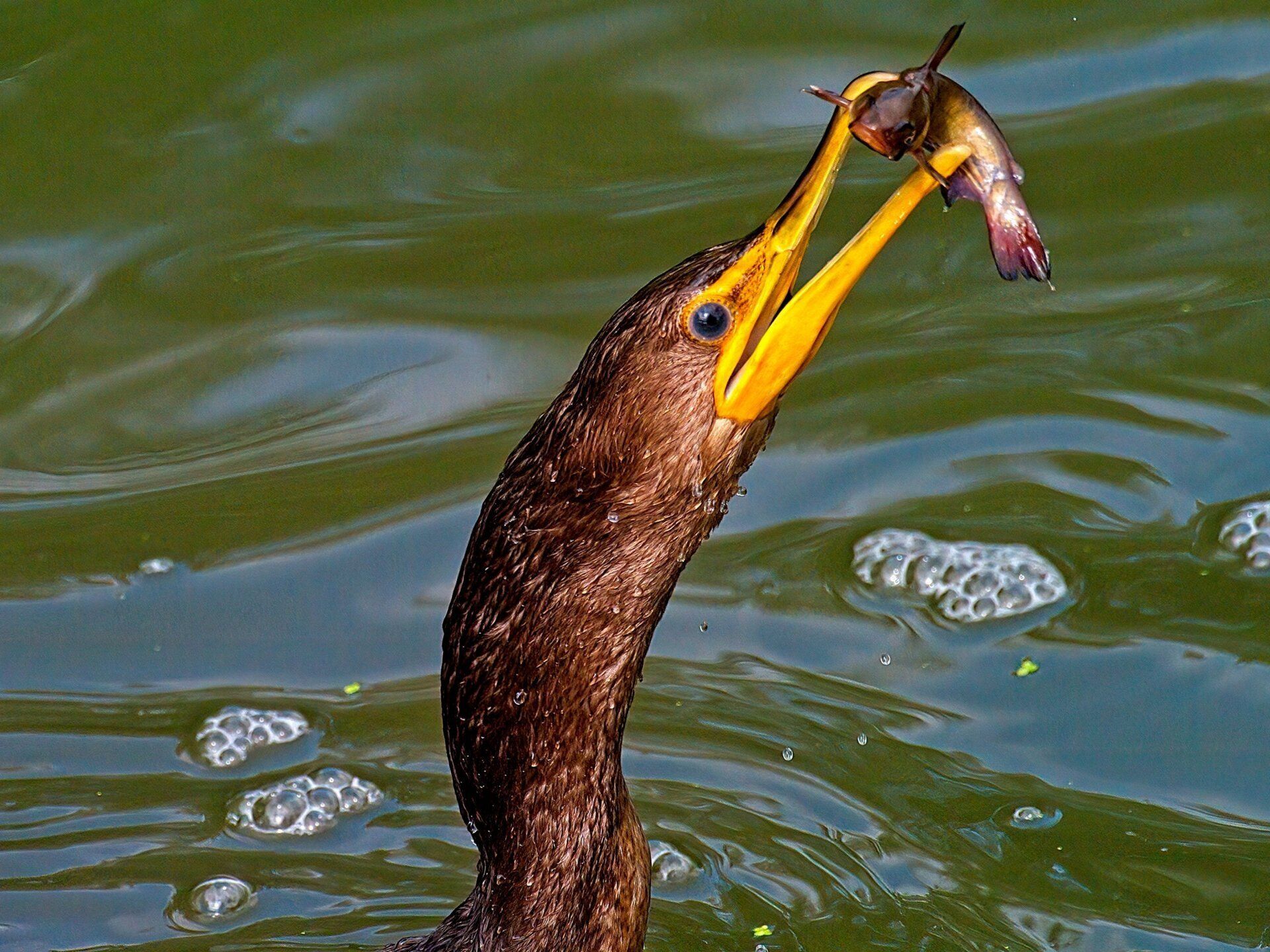 Un oiseau avec un poisson dans son bec nage dans l'eau