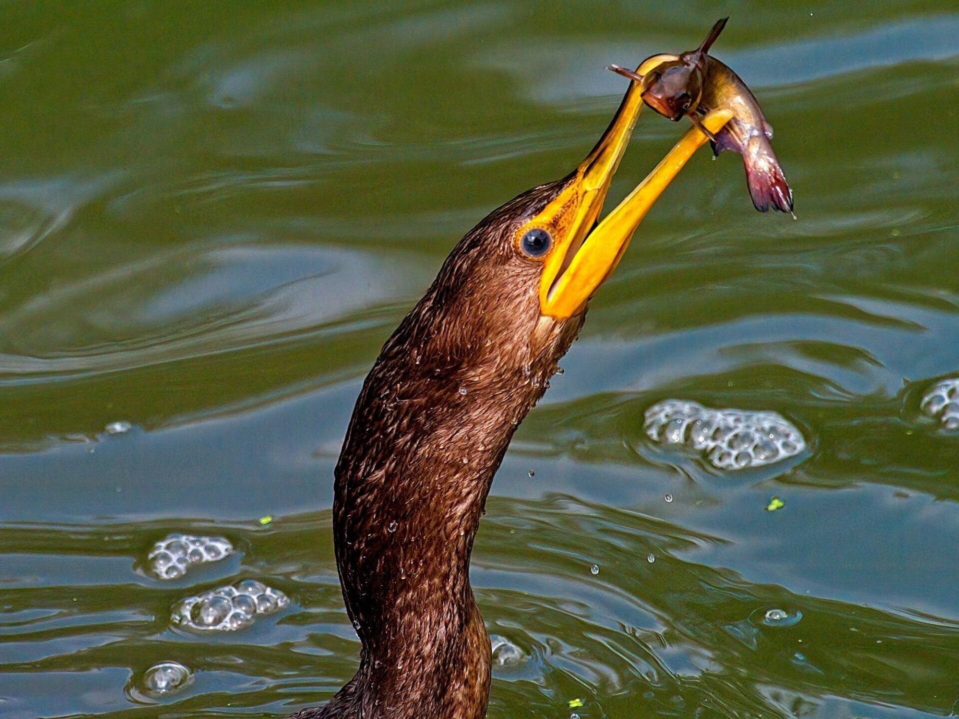 Un oiseau avec un poisson dans son bec nage dans l'eau