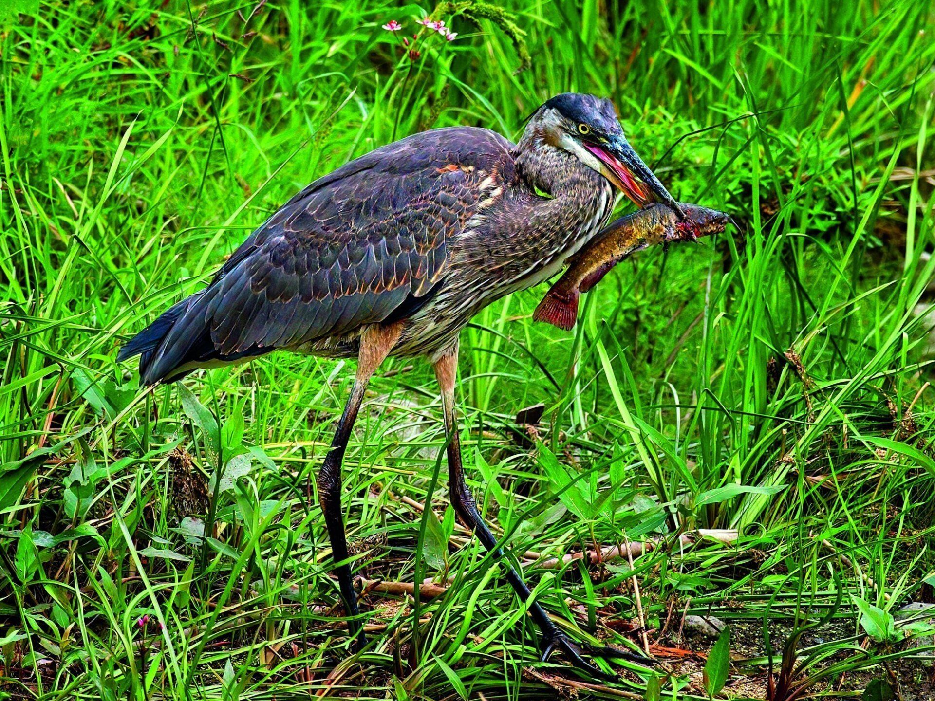 Un oiseau se tient dans l'herbe avec un poisson dans son bec.