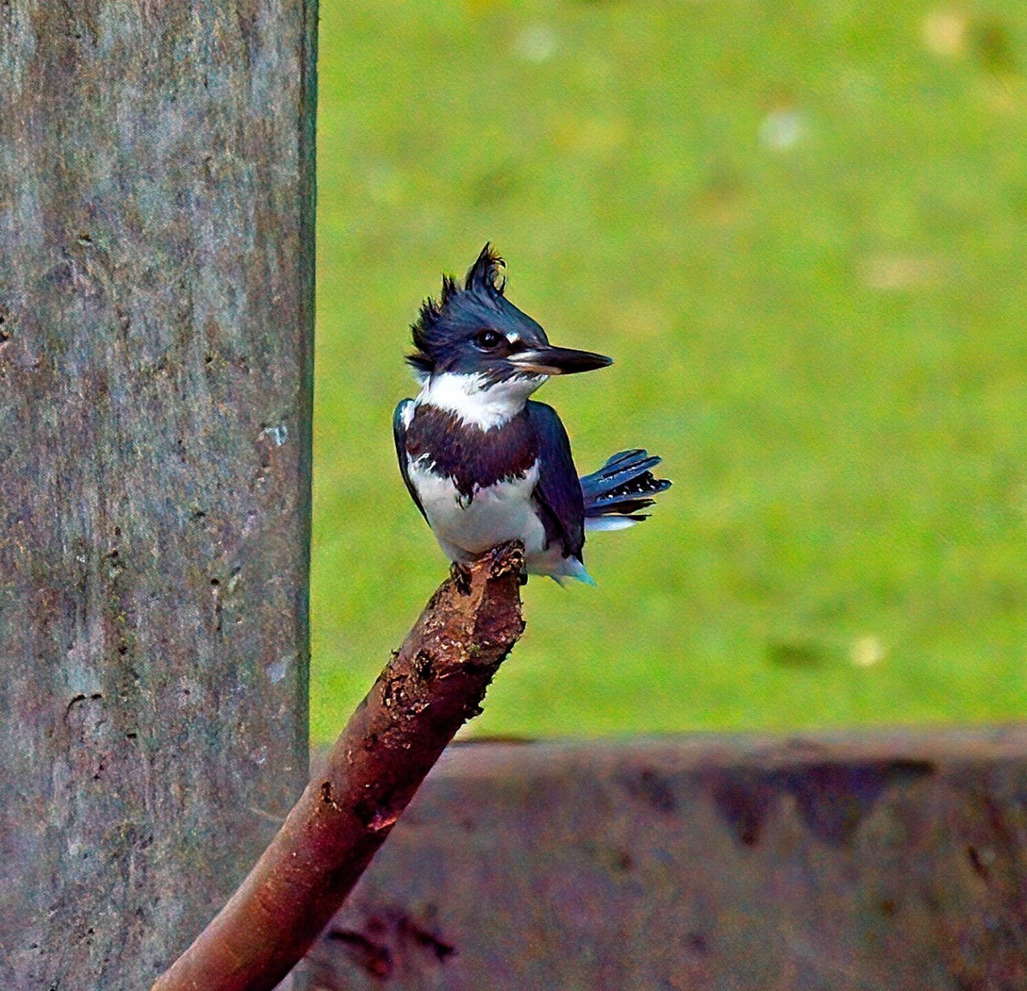 Un oiseau noir et blanc perché sur une branche d'arbre