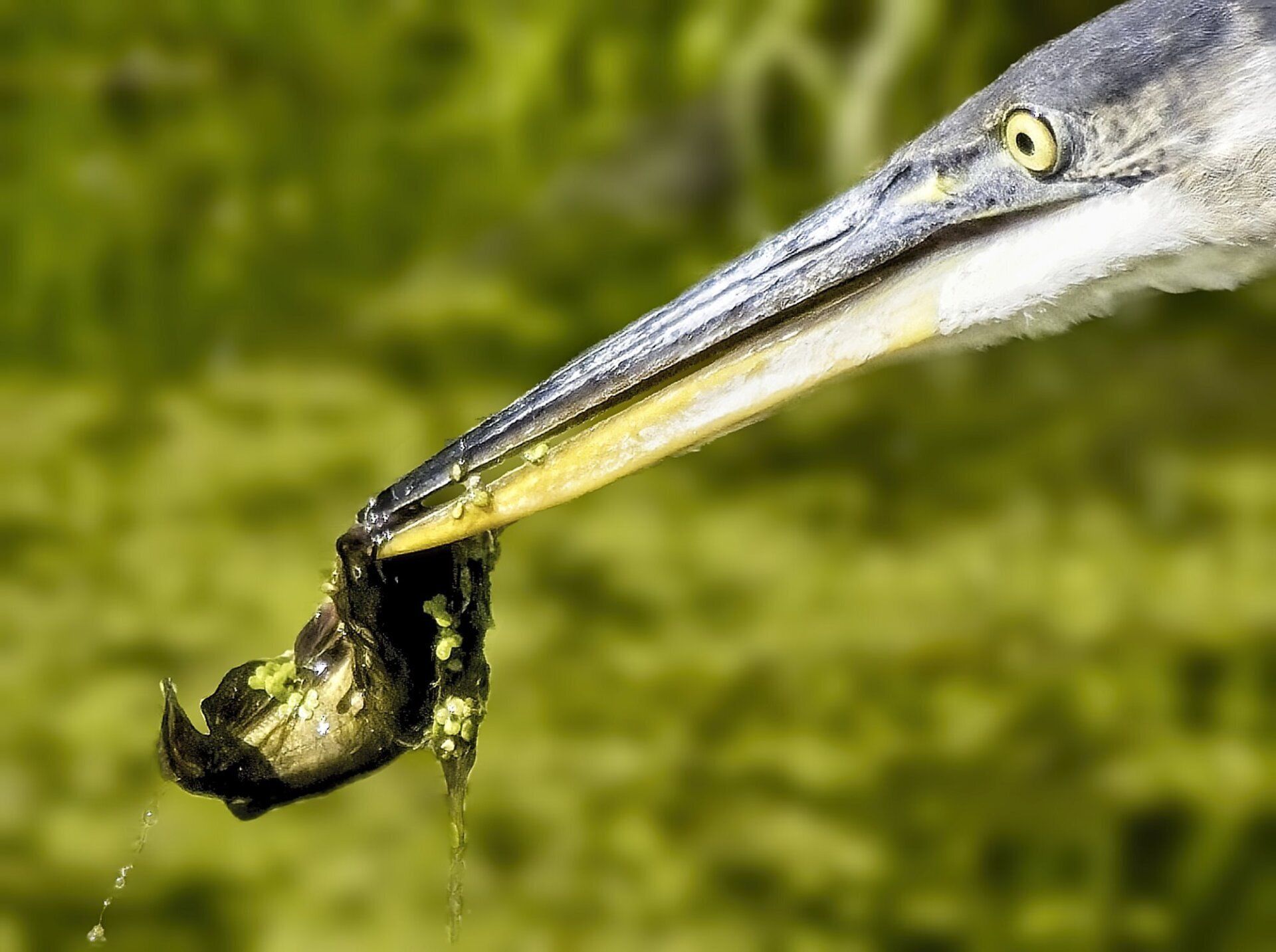 Un oiseau au long bec tient un poisson dans son bec.