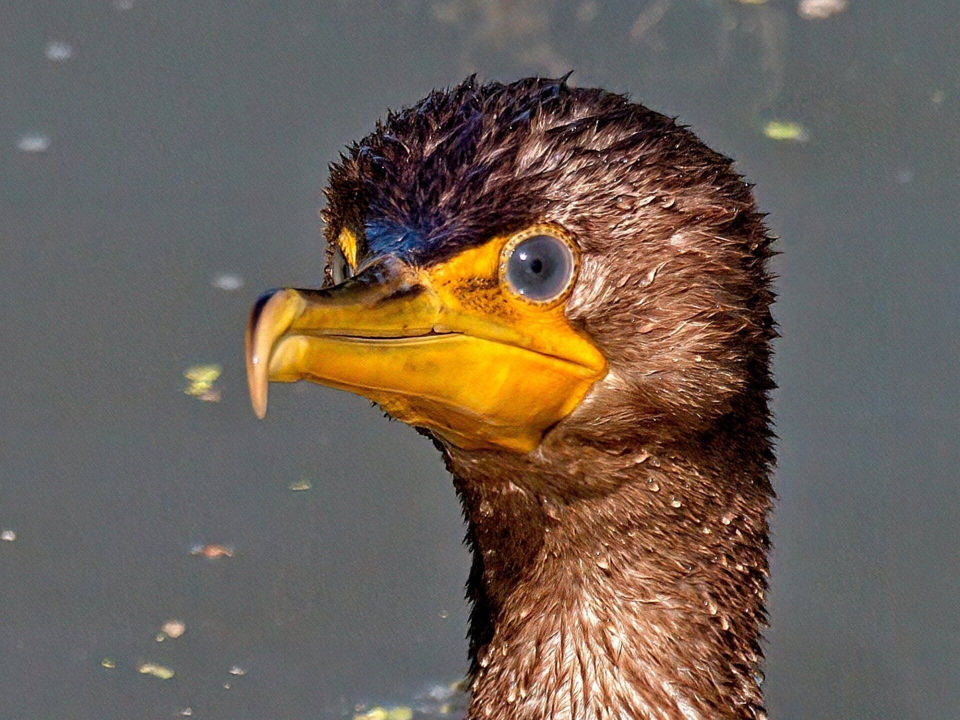 Un gros plan d'une tête d'oiseau avec un bec jaune