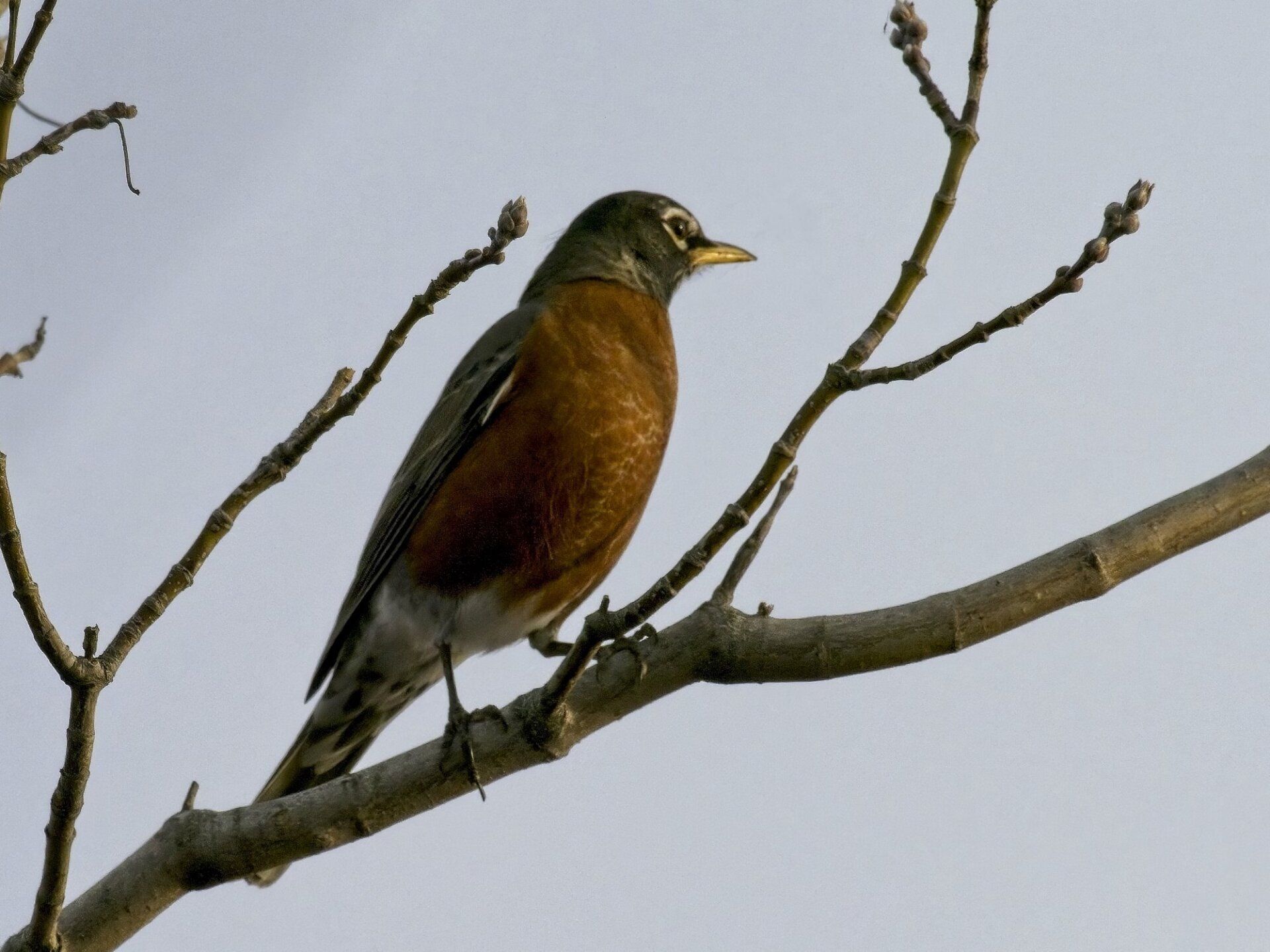 Un oiseau perché sur une branche d'arbre avec un ciel bleu en arrière-plan