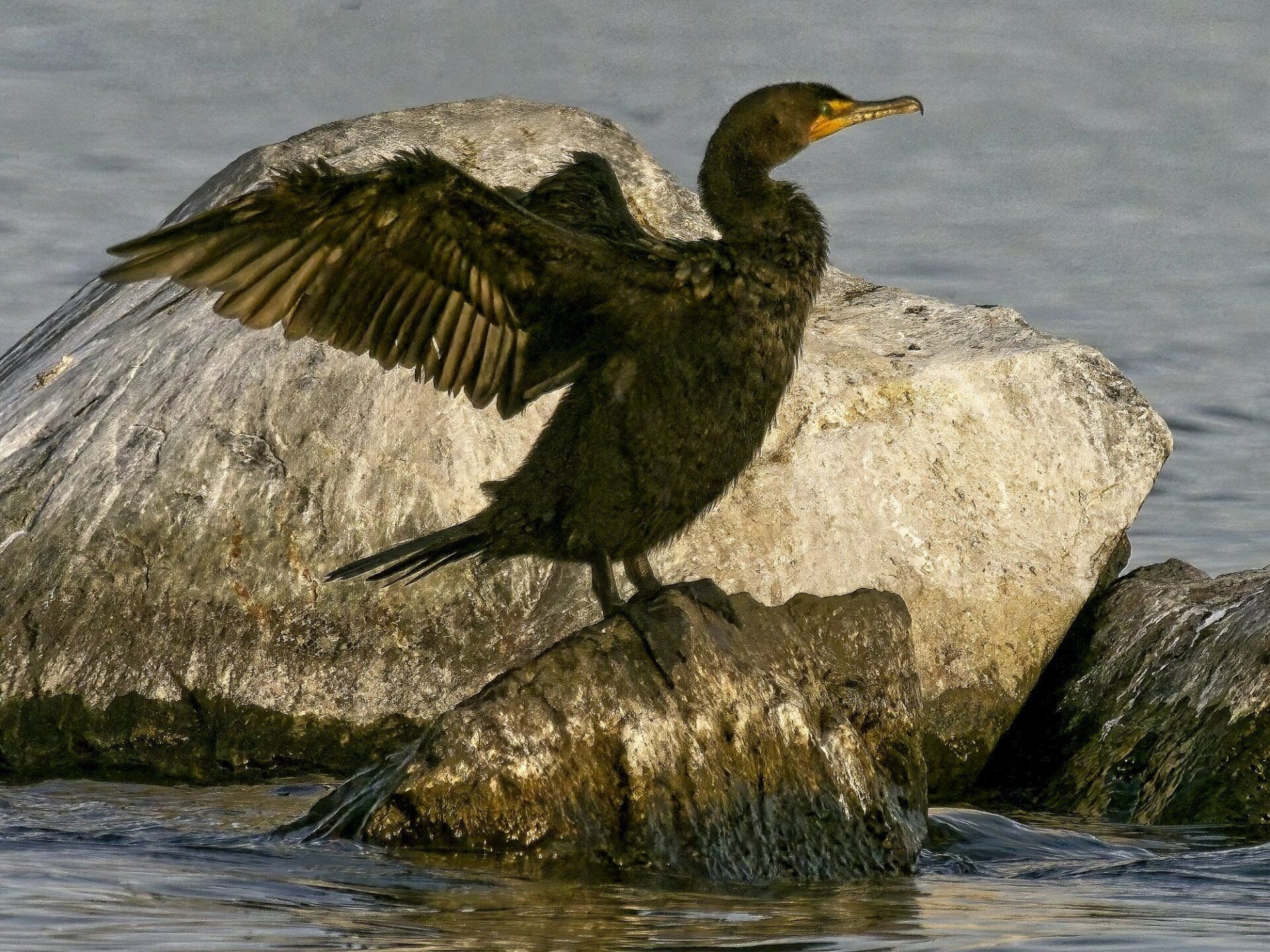 Un oiseau noir au bec jaune est perché sur un rocher dans l'eau