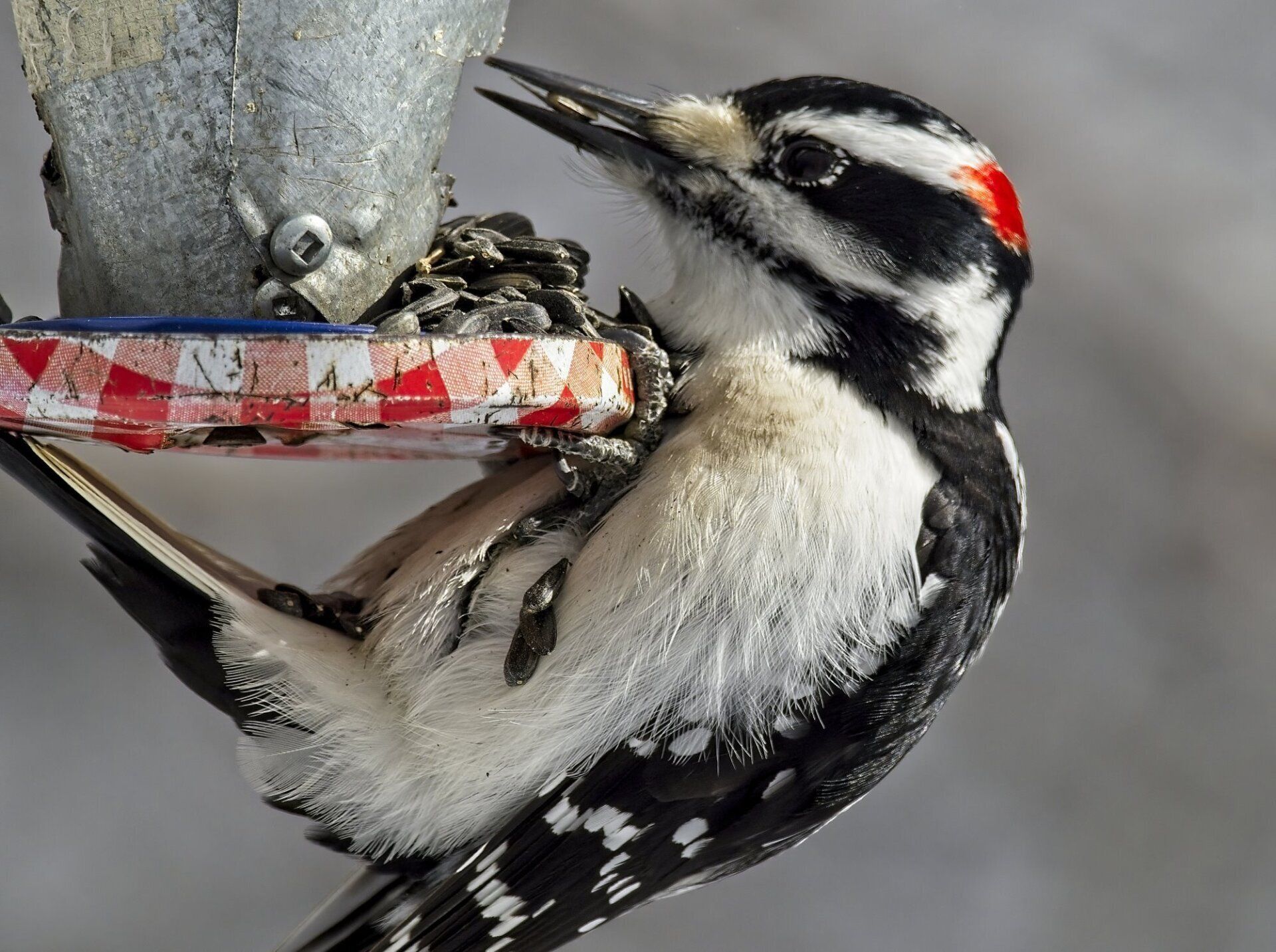 Un pic noir et blanc mange dans une mangeoire à oiseaux