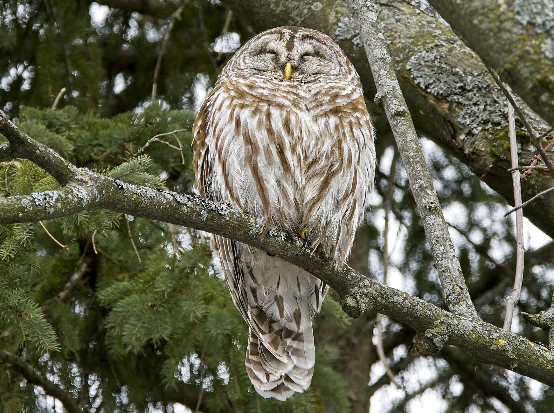 Un hibou est perché sur une branche d'arbre, les yeux fermés.