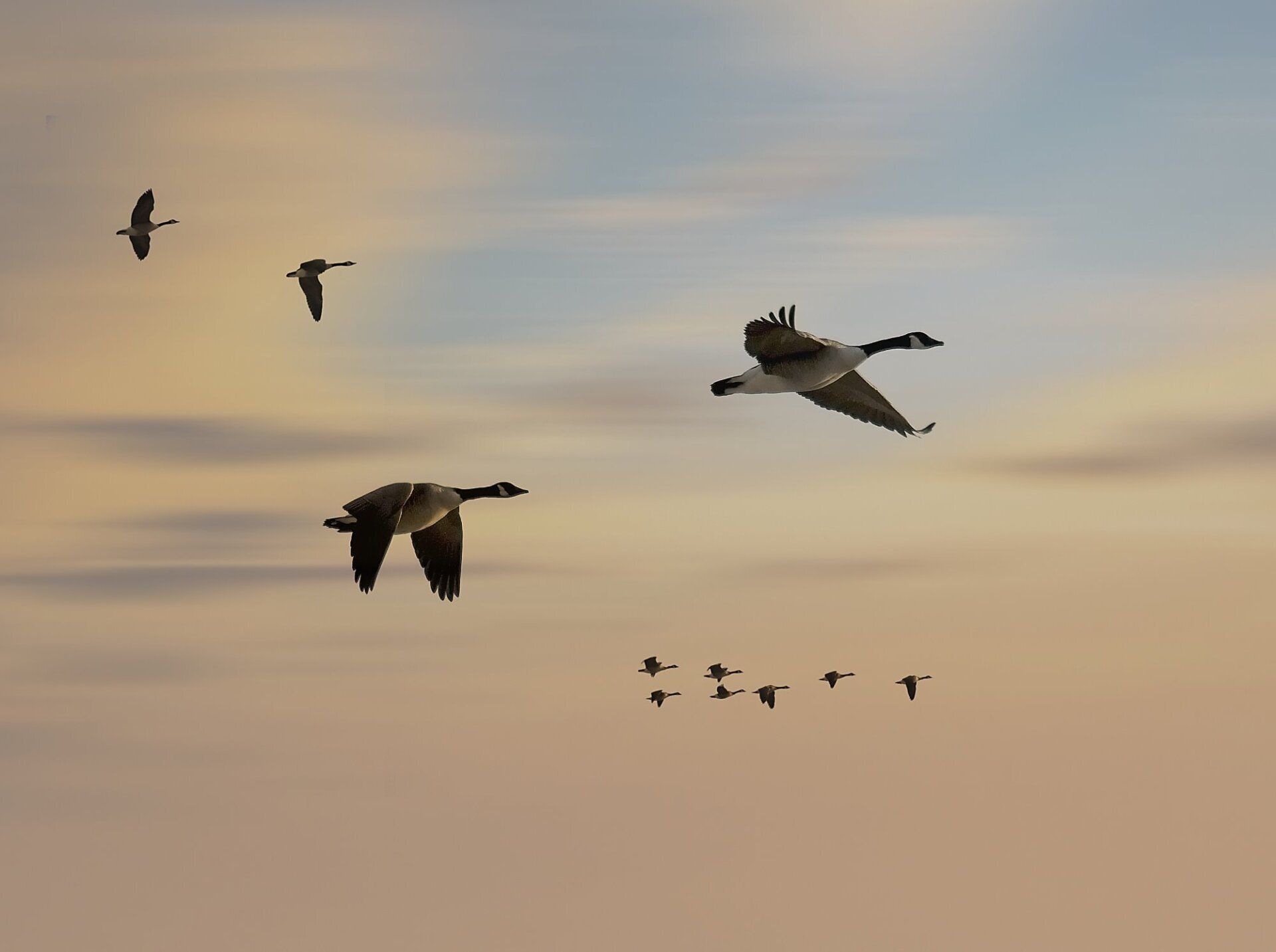 Une volée d'oiseaux vole dans le ciel au coucher du soleil.