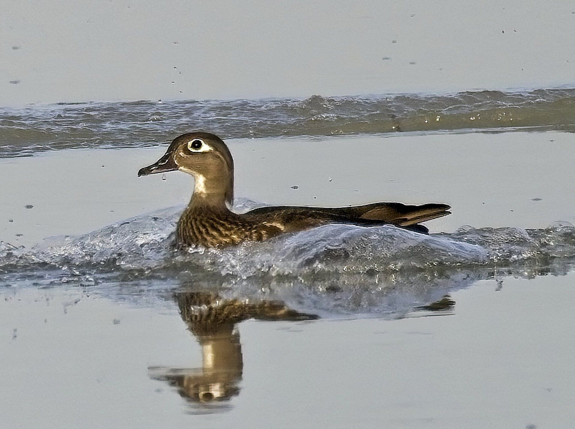 Un canard brun nage dans un plan d'eau