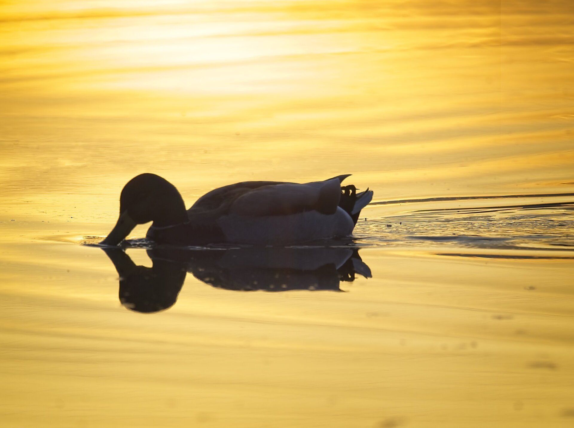 Un canard nage dans l'eau au coucher du soleil.