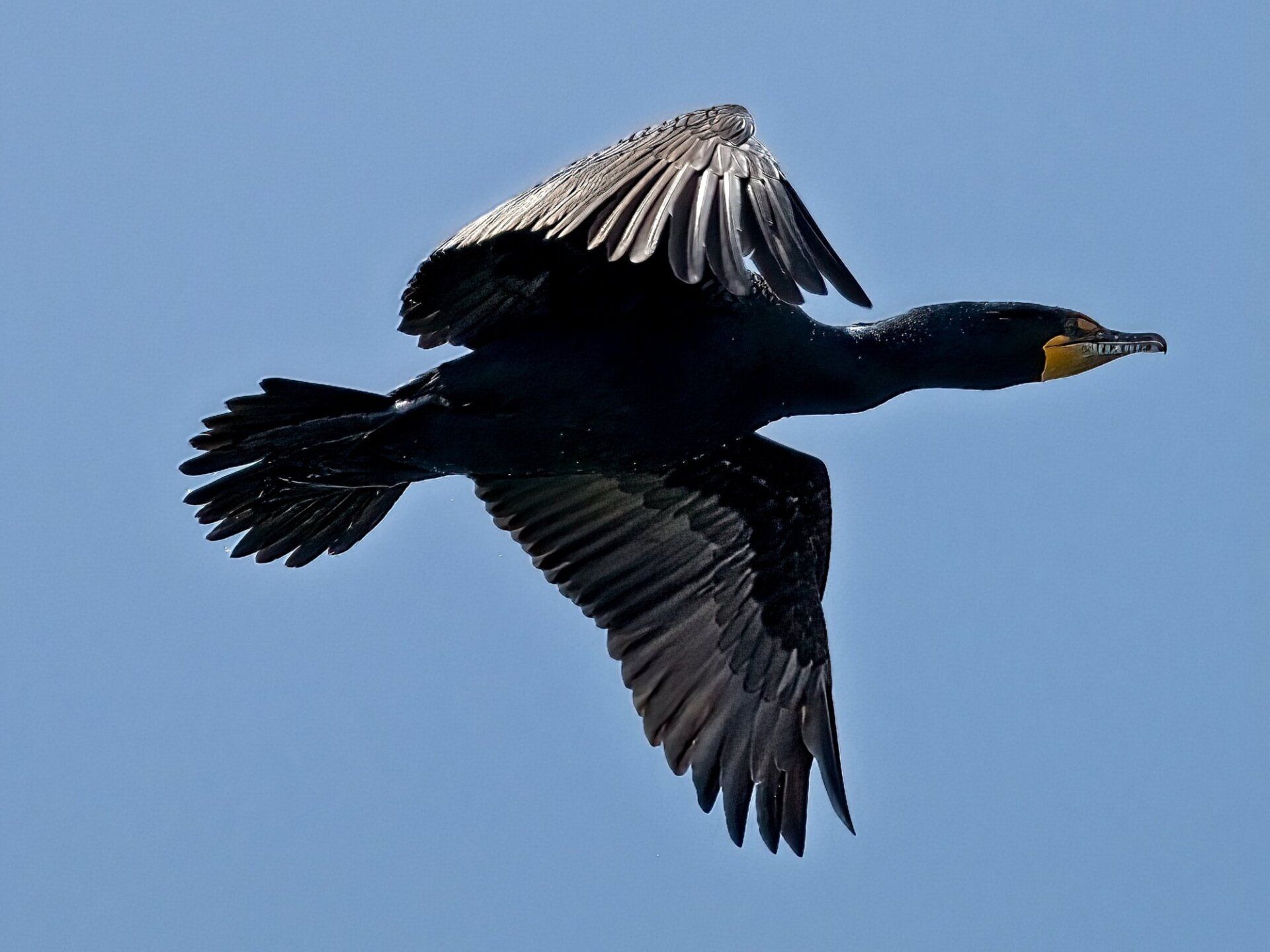 Un oiseau noir au bec jaune vole dans le ciel