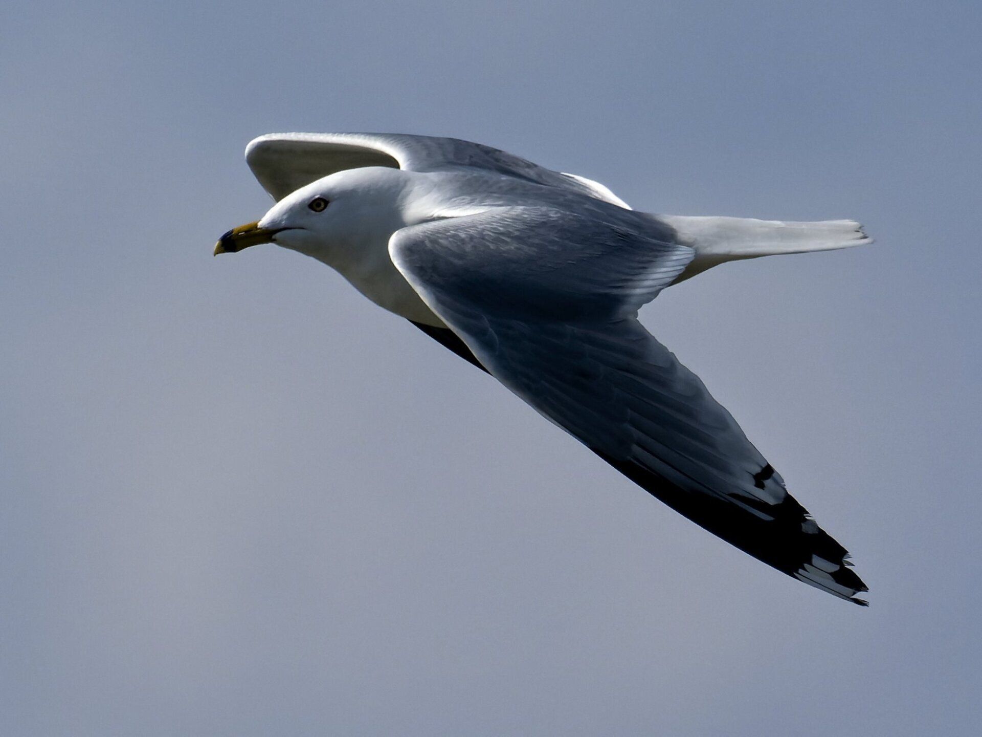Une mouette vole dans un ciel bleu