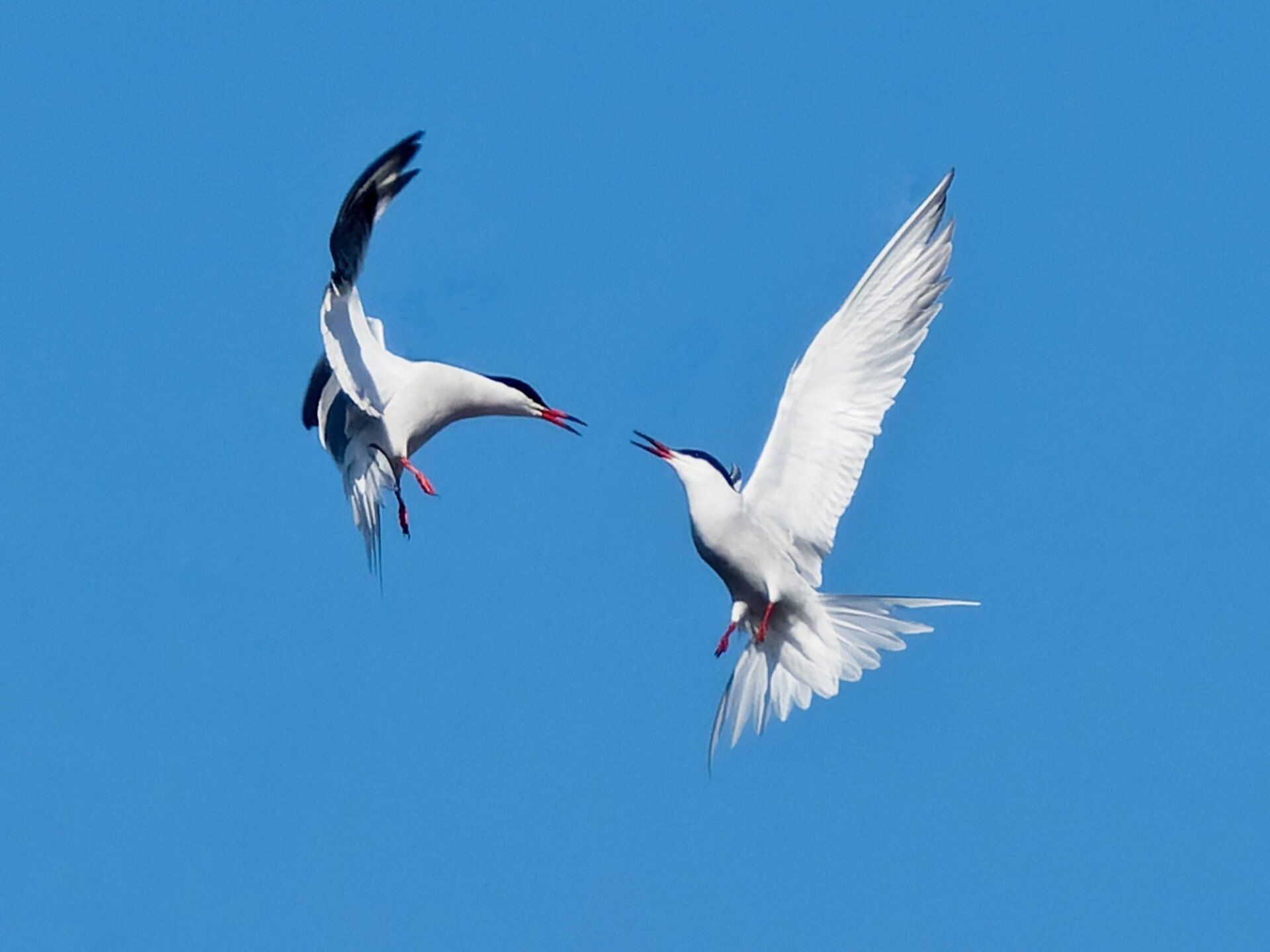 Deux mouettes volent dans un ciel bleu.
