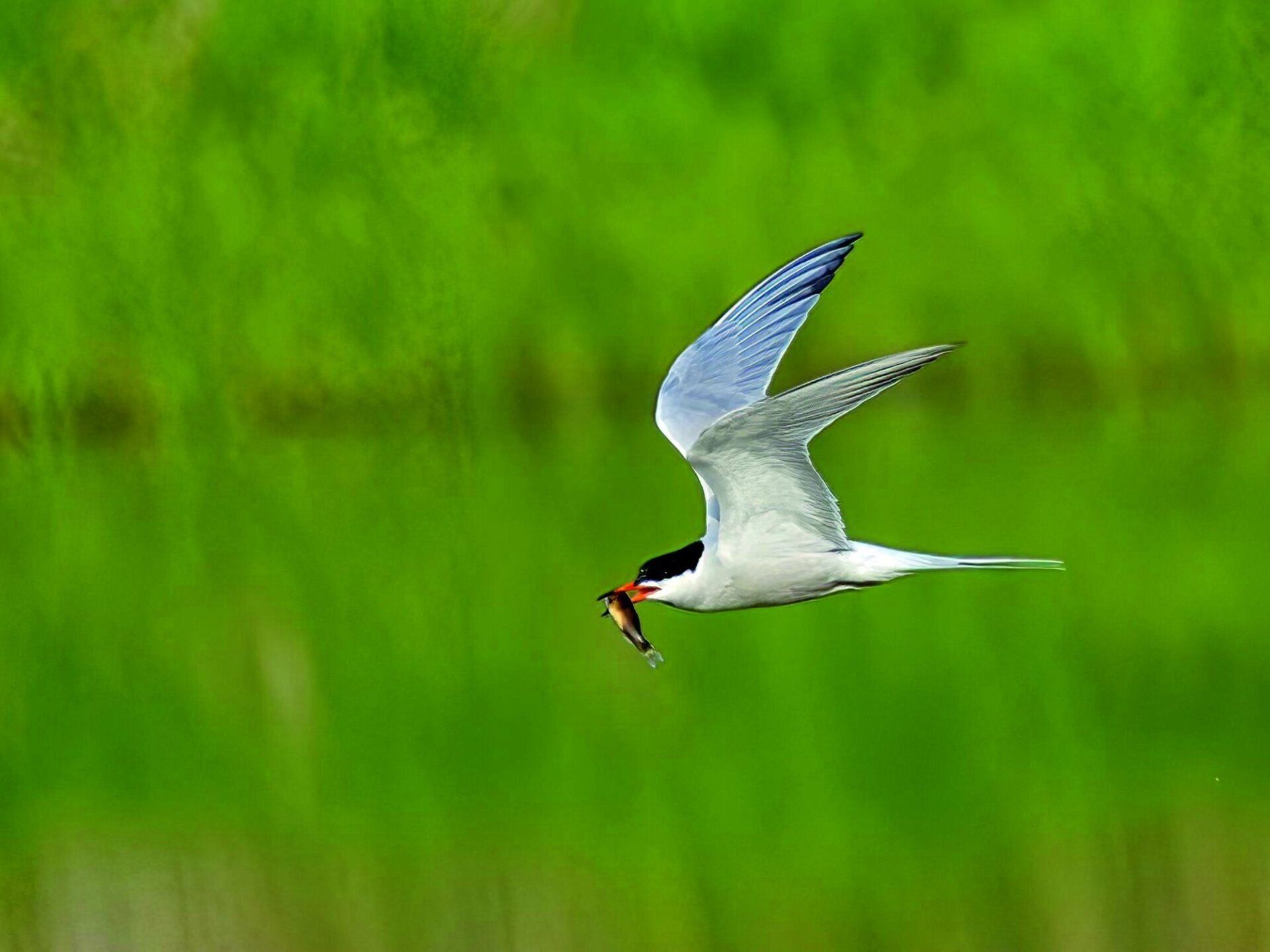Un oiseau vole dans les airs avec un poisson dans le bec.