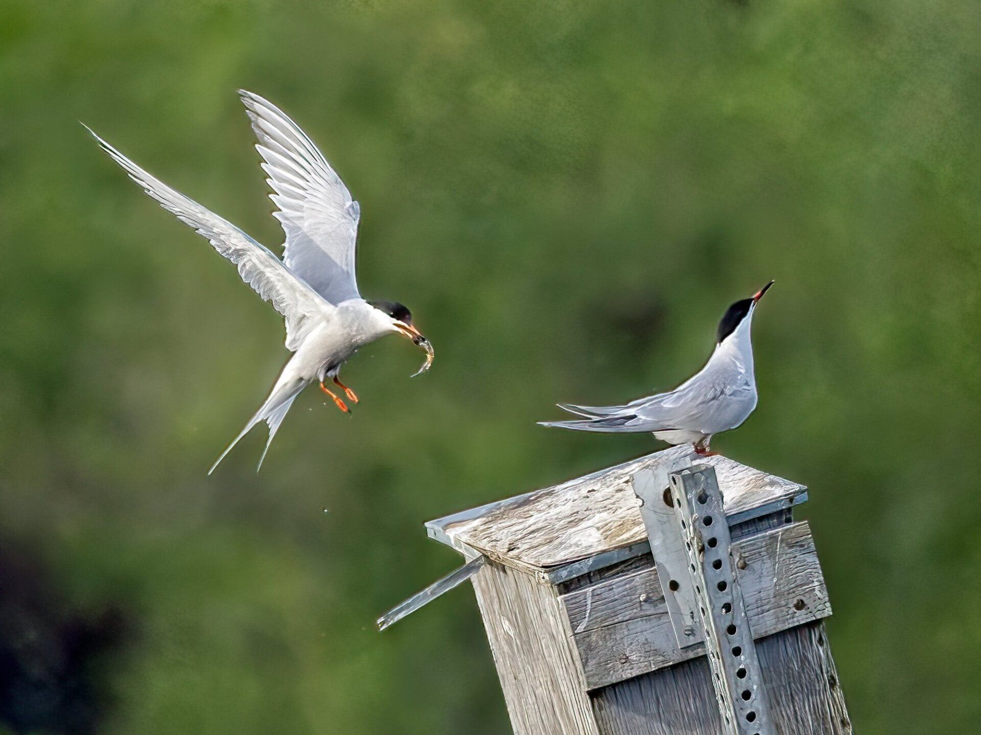 Quelques oiseaux sont assis au sommet d'un poteau en bois.