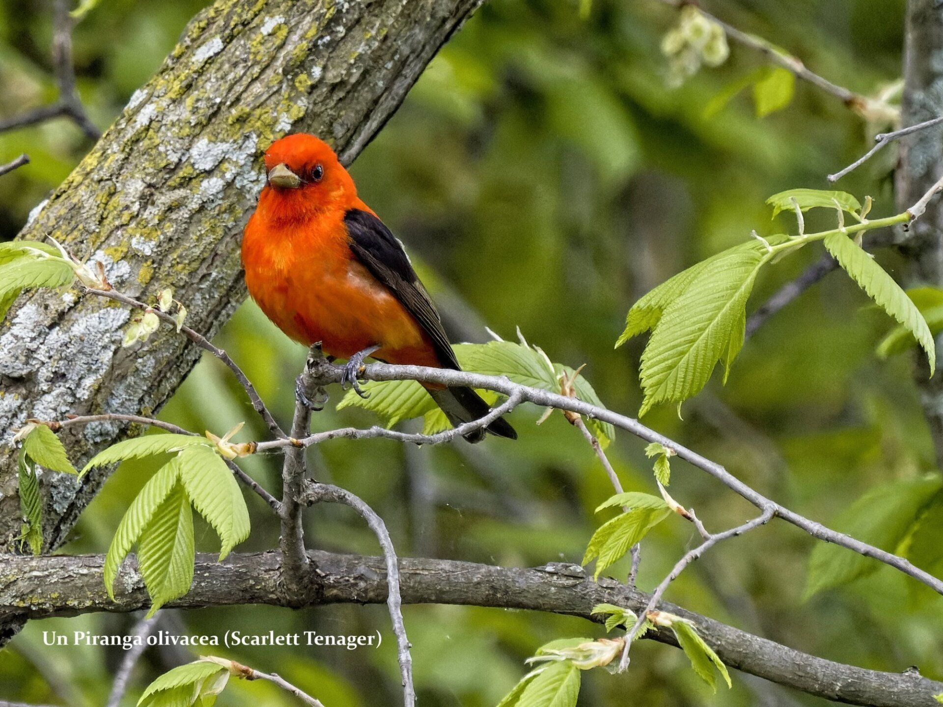 Un petit oiseau orange perché sur une branche d'arbre