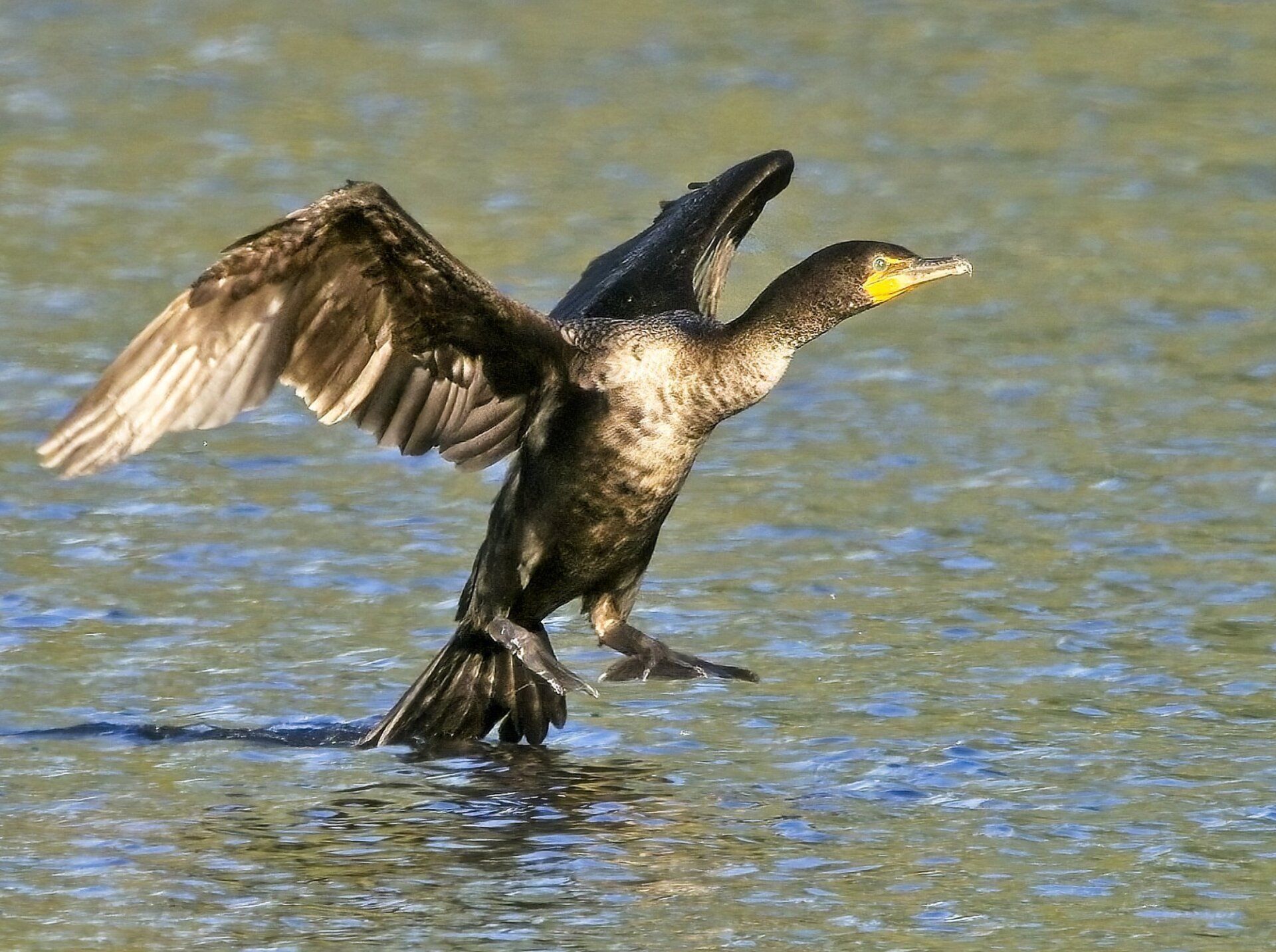 Un oiseau noir avec un bec jaune se tient dans l'eau