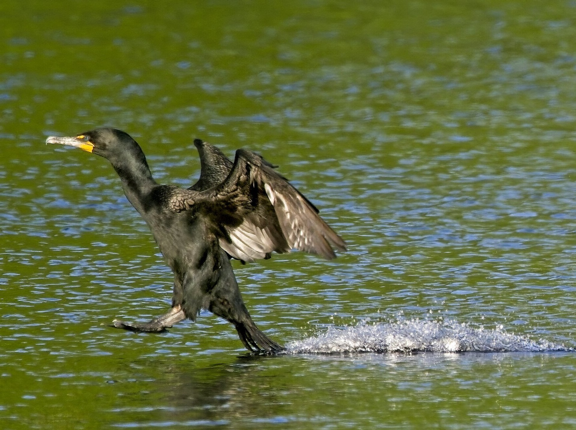 Un oiseau noir au bec jaune se tient dans l'eau.