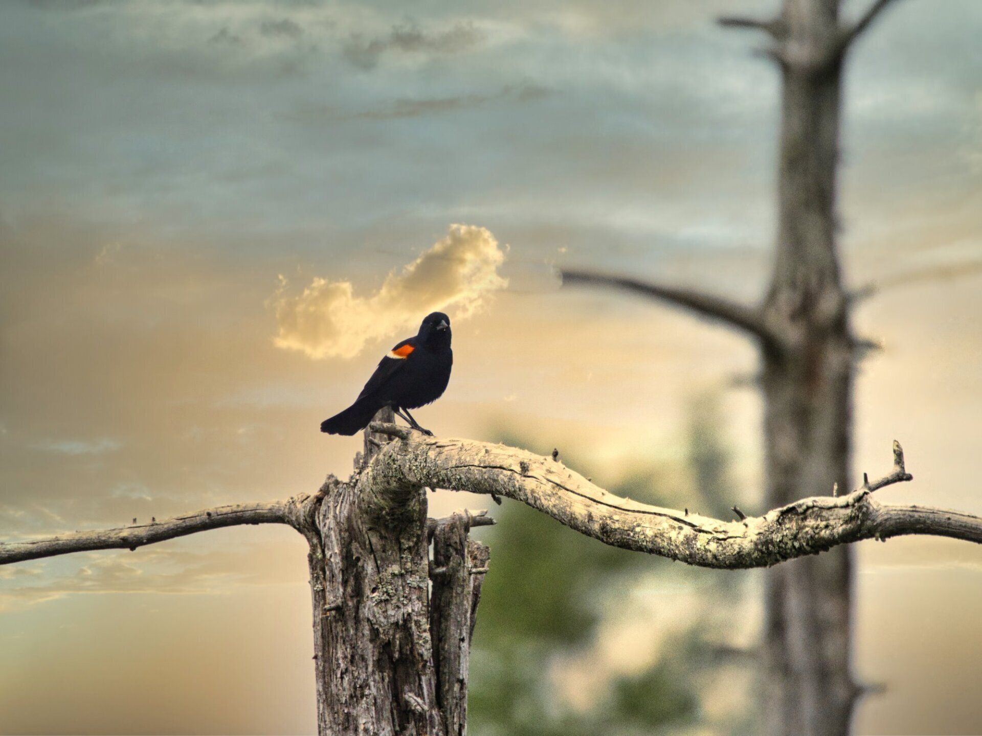 Un oiseau noir est perché sur une branche d'arbre.