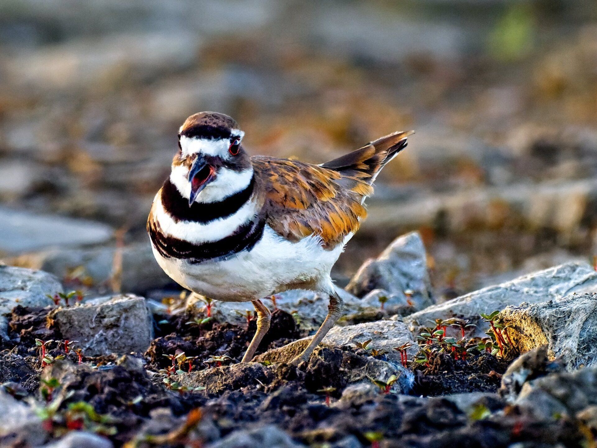 Un petit oiseau se tient sur un rocher dans la terre.
