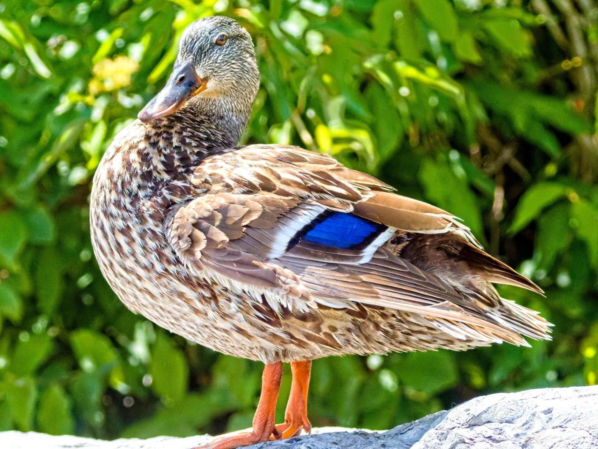 Un canard avec une bande bleue et blanche sur le dos se tient sur un rocher.