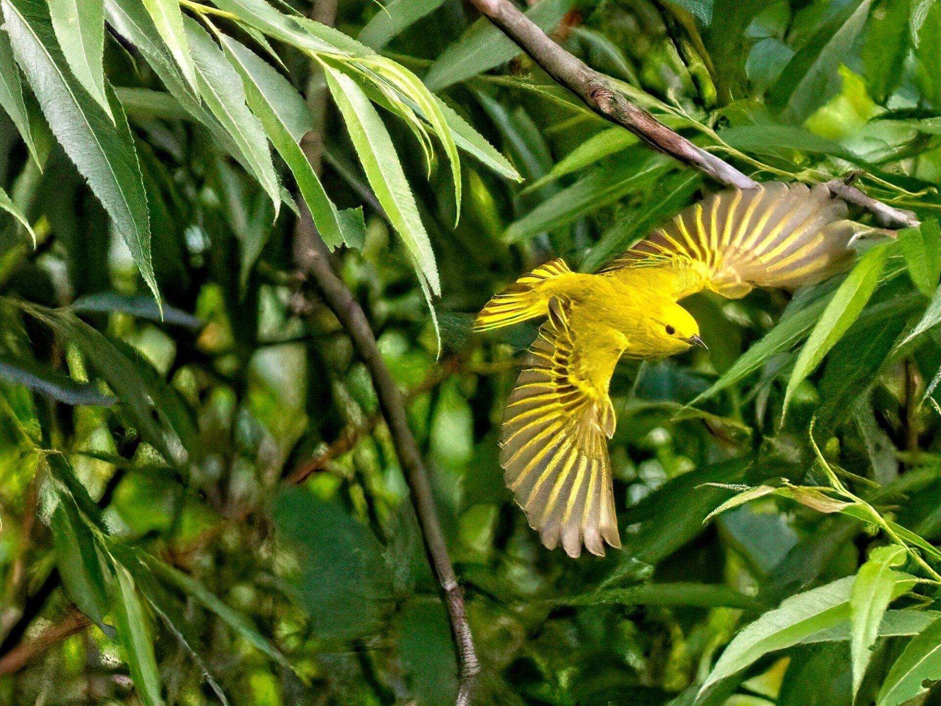 Un oiseau jaune vole à travers les feuilles d'un arbre