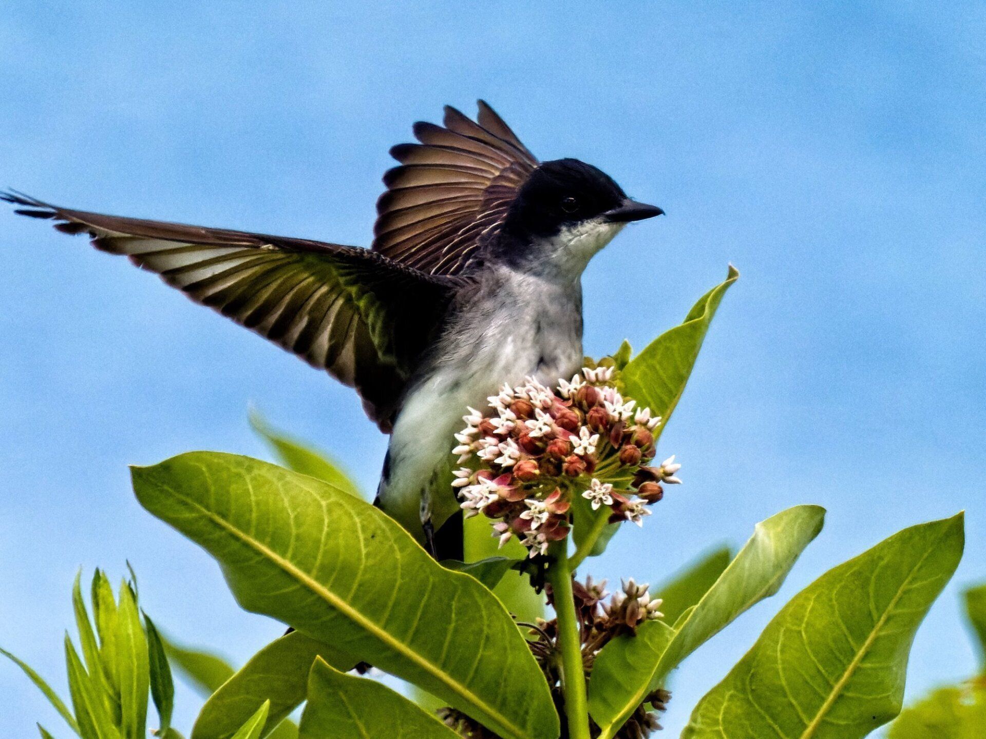 Un oiseau perché sur une fleur avec ses ailes déployées