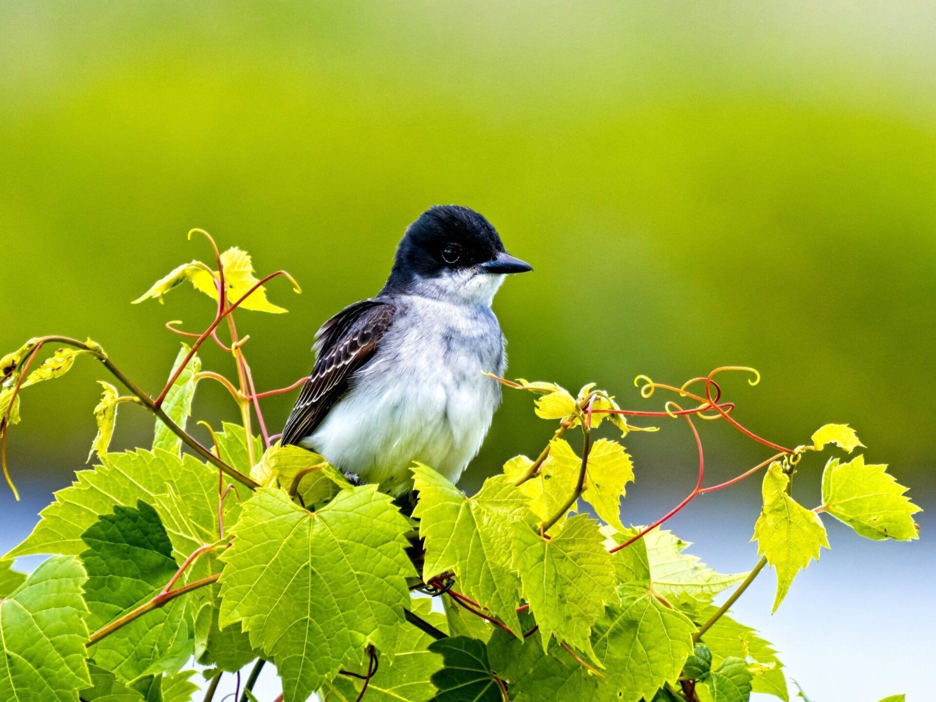 Un petit oiseau perché sur une branche aux feuilles vertes