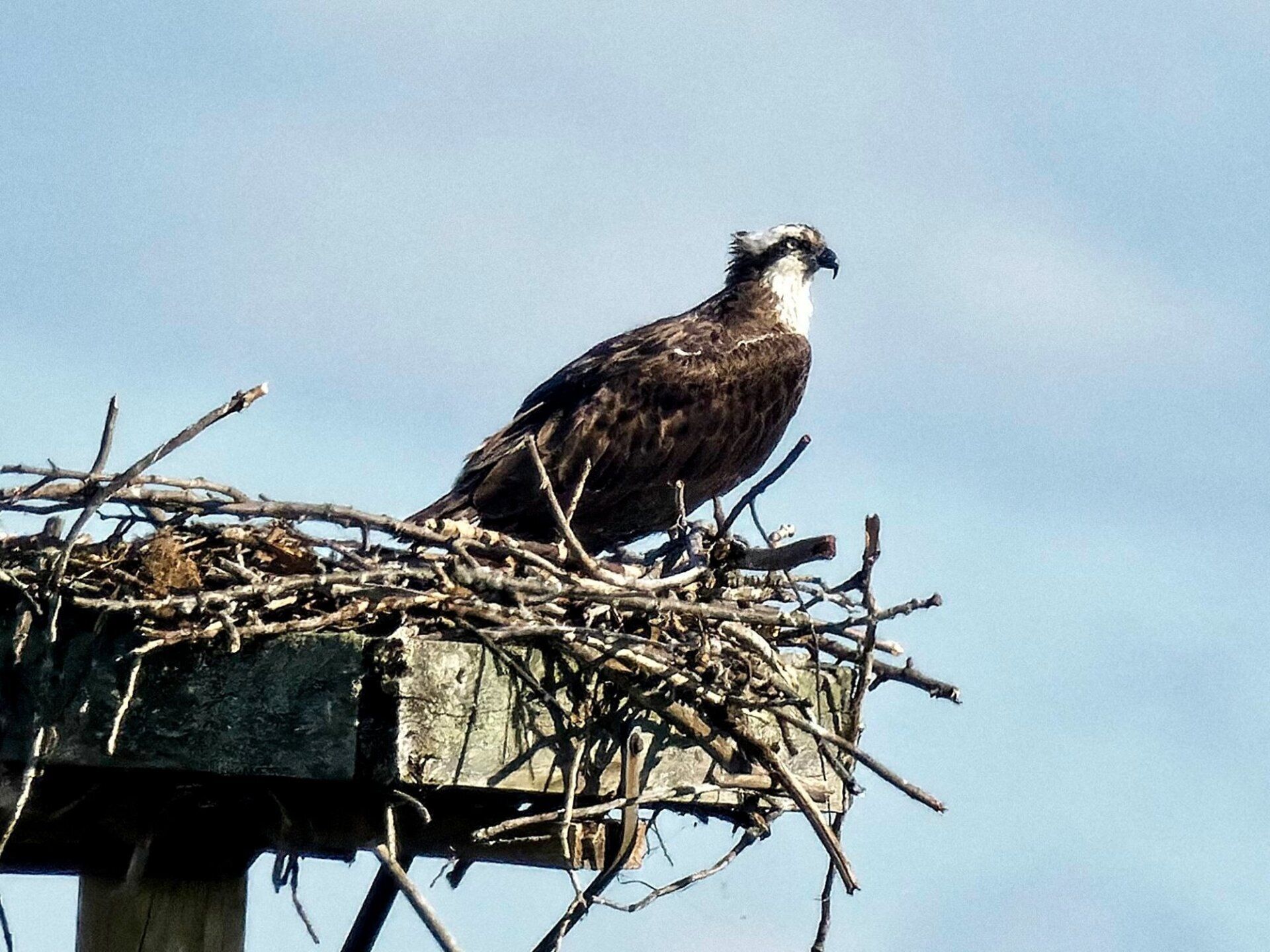Un oiseau est assis dans un nid au sommet d'un poteau en bois