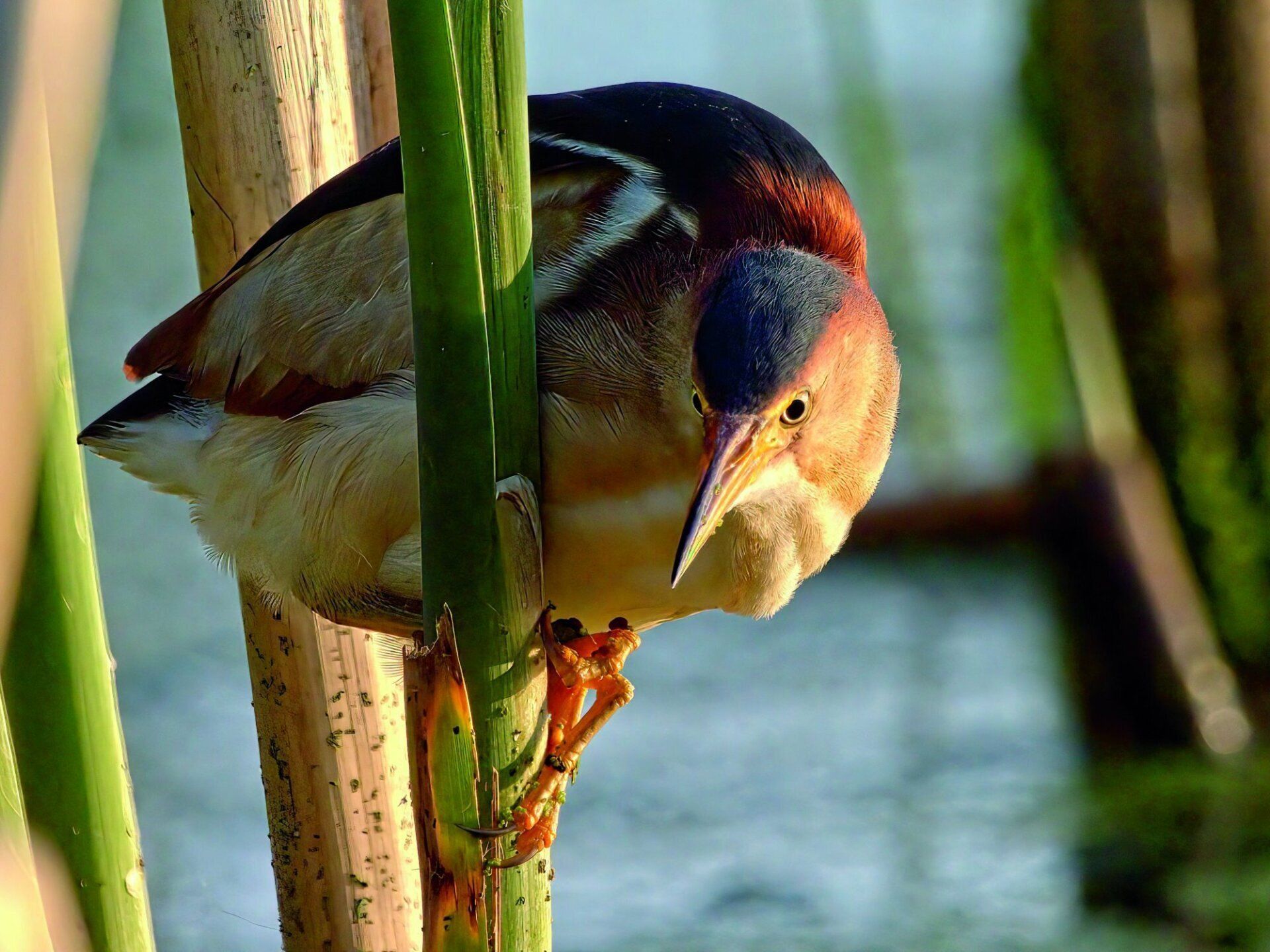 Un oiseau avec un long bec est perché sur une plante