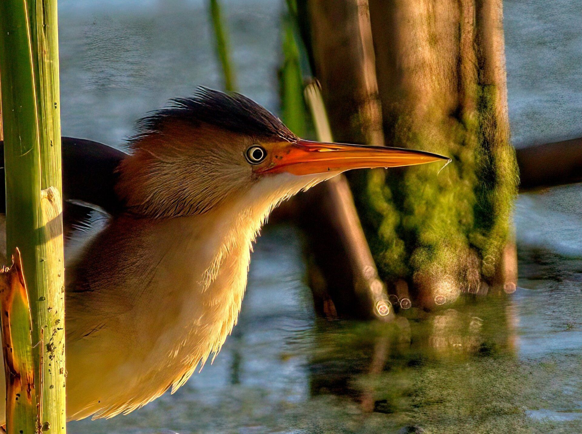 Un oiseau avec un long bec orange se tient dans l'eau
